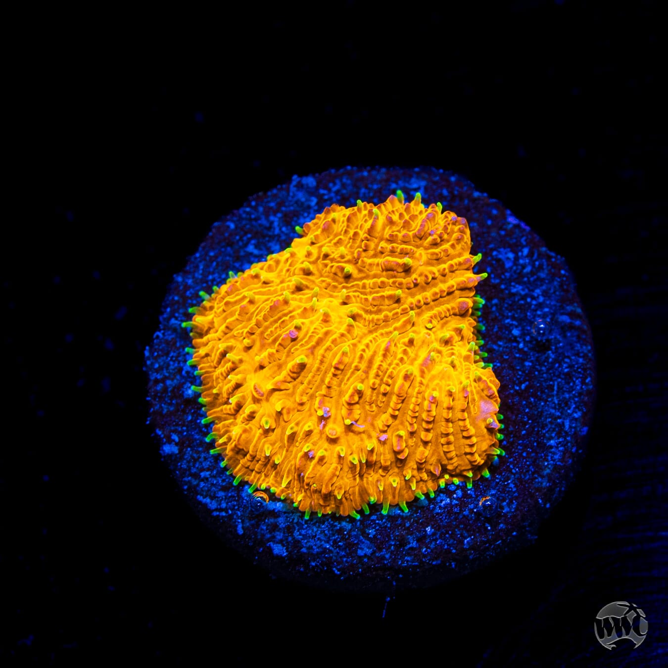 WWC Honeysickle Lithophyllon