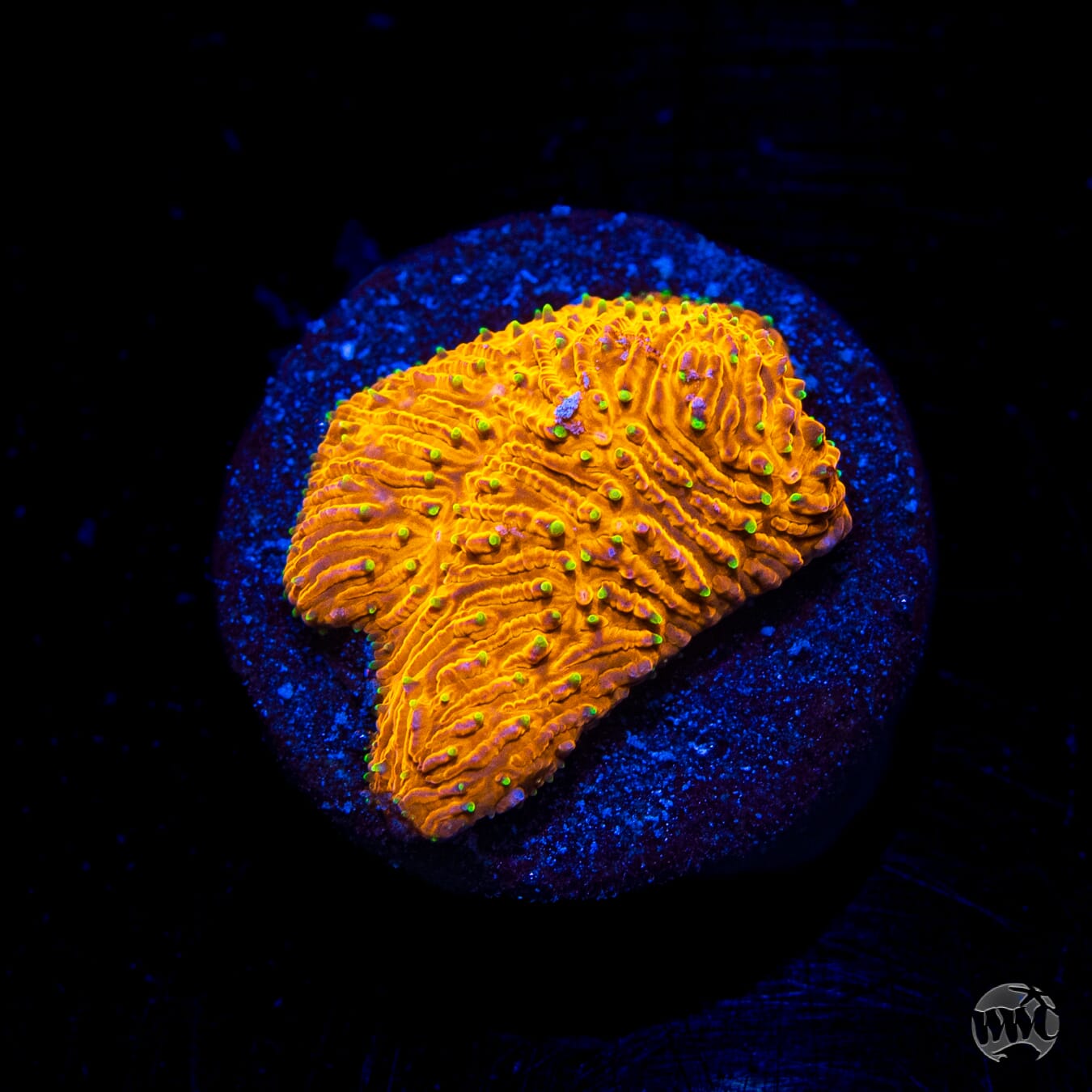 WWC Honeysickle Lithophyllon