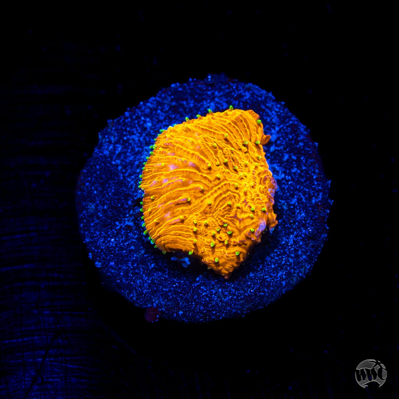 WWC Honeysickle Lithophyllon