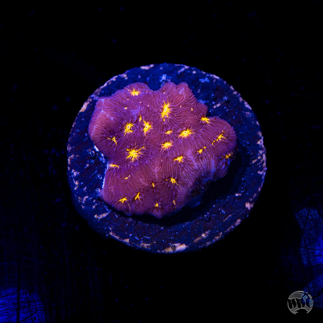 WWC Gold Nugget Leptoseris