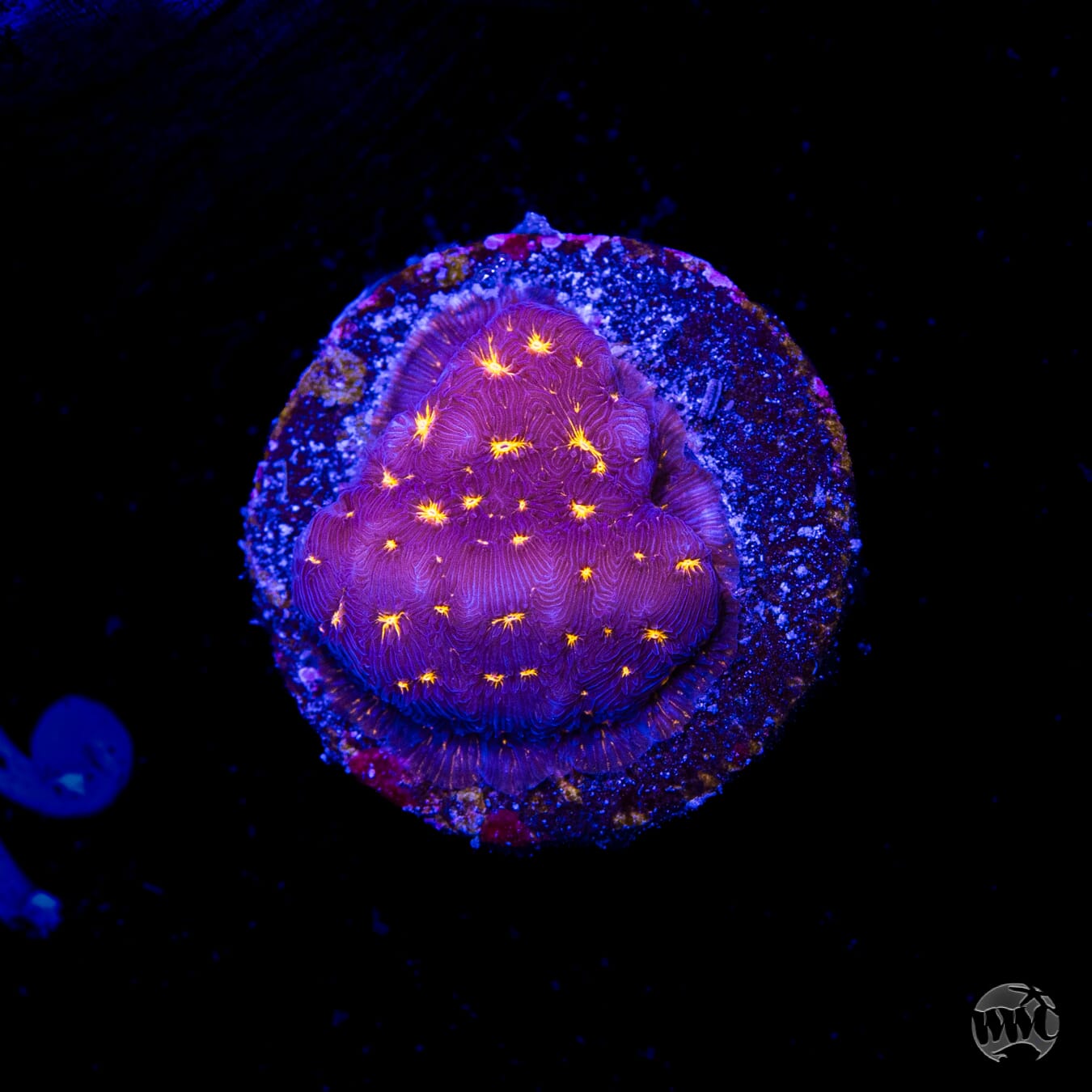 WWC Gold Nugget Leptoseris