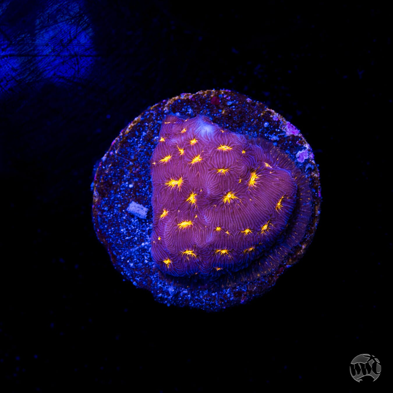 WWC Gold Nugget Leptoseris