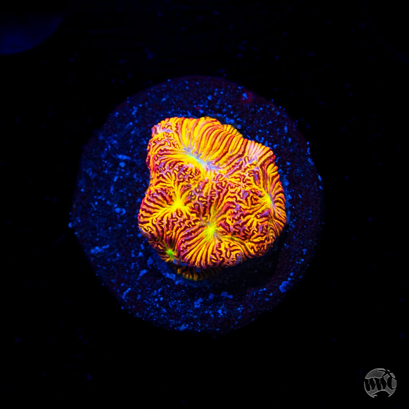 Jason Fox Jack-O-Lantern Leptoseris