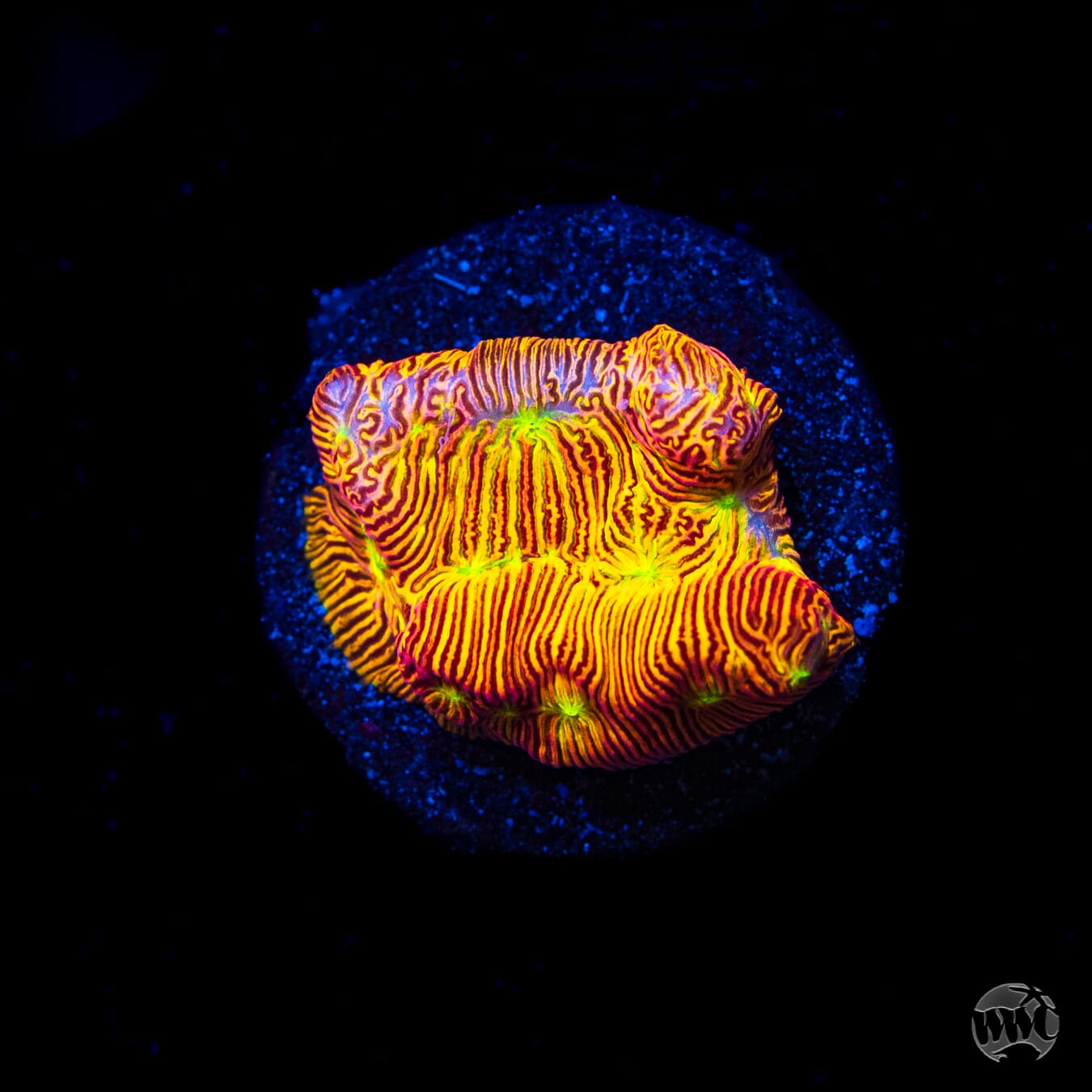 Jason Fox Jack-O-Lantern Leptoseris