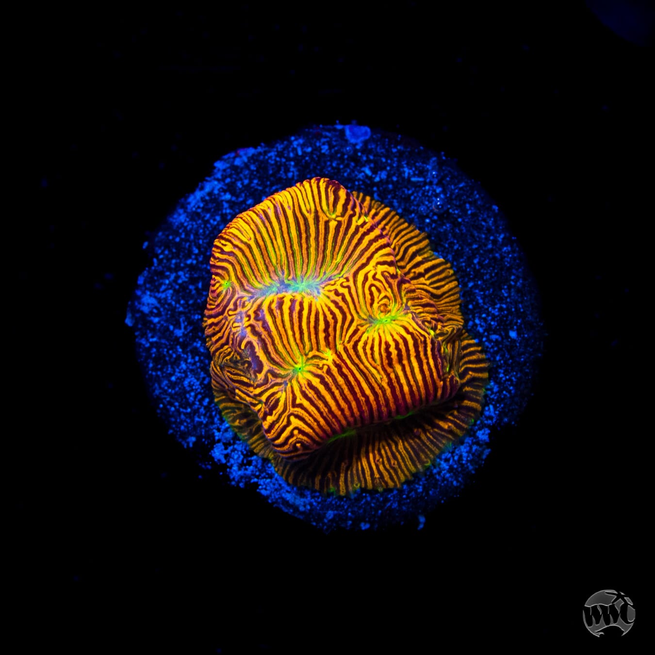 Jason Fox Jack-O-Lantern Leptoseris