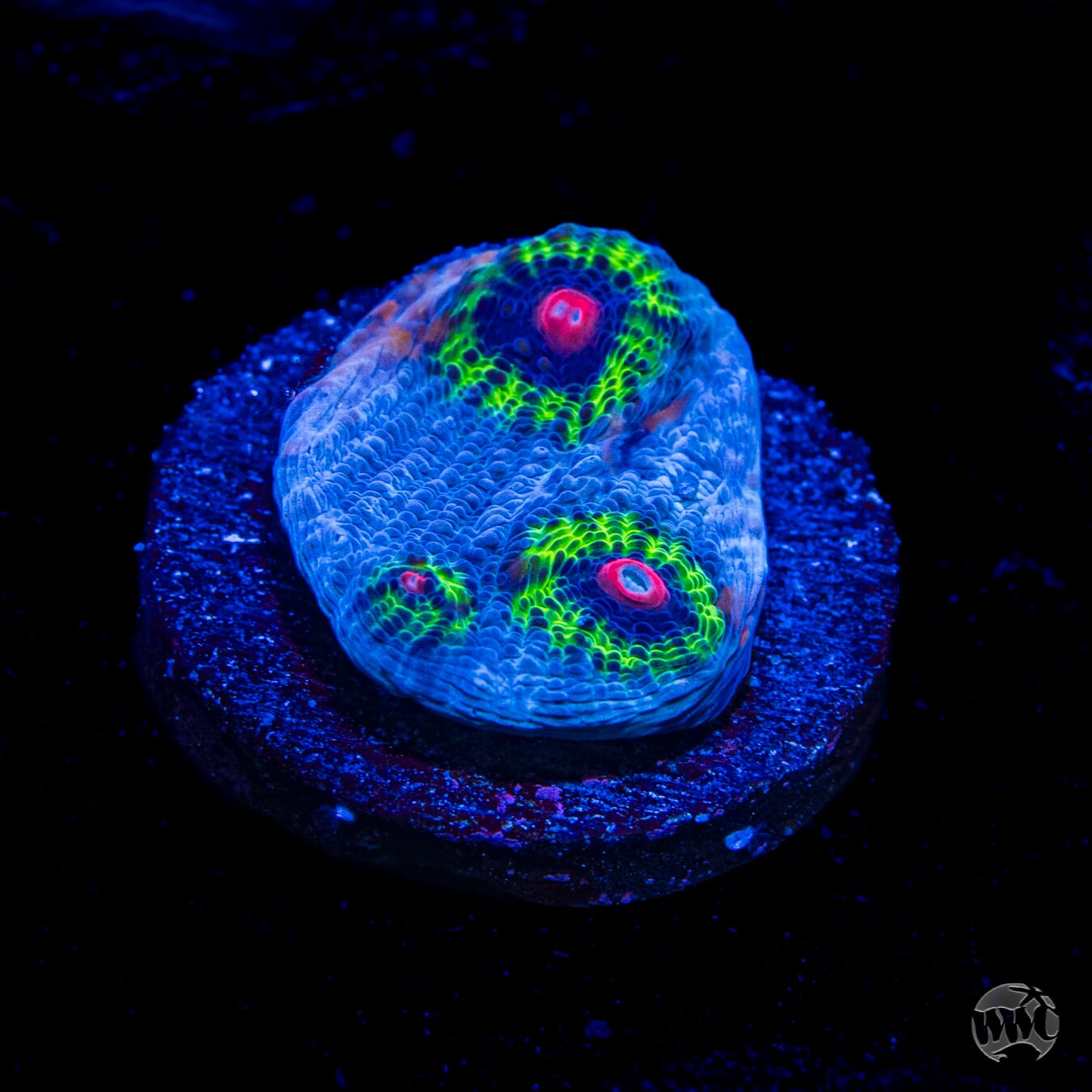 WWC Avatar Chalice