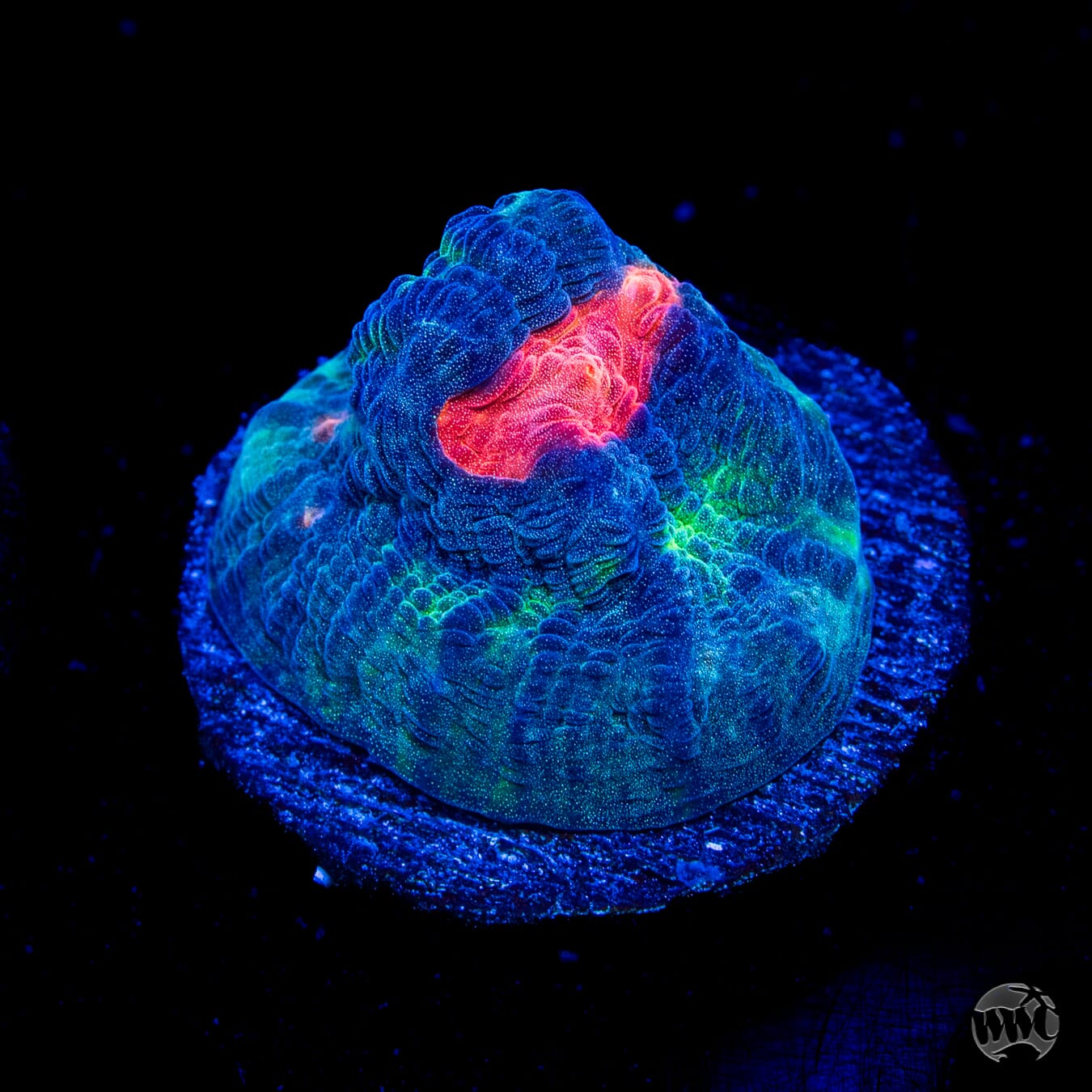WWC Totally Blitzed Mycedium Chalice