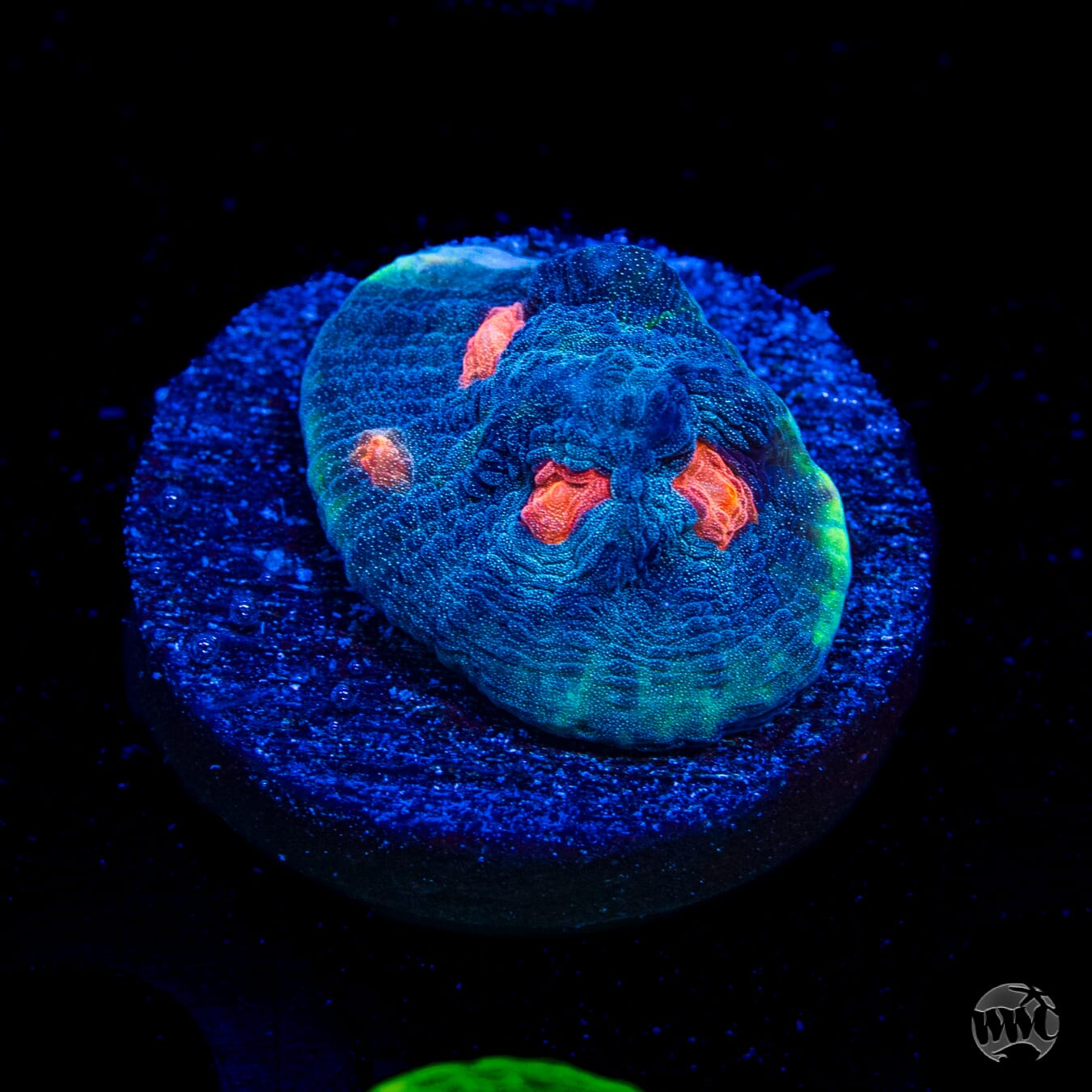 WWC Totally Blitzed Mycedium Chalice