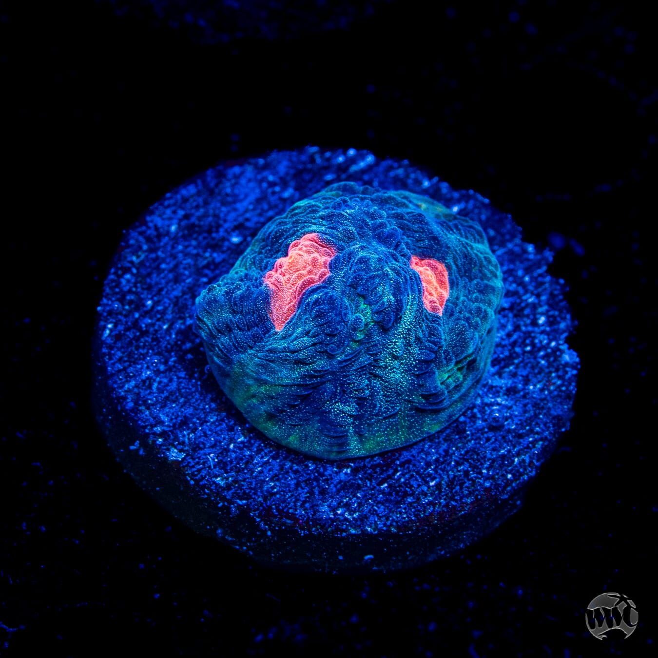 WWC Totally Blitzed Mycedium Chalice