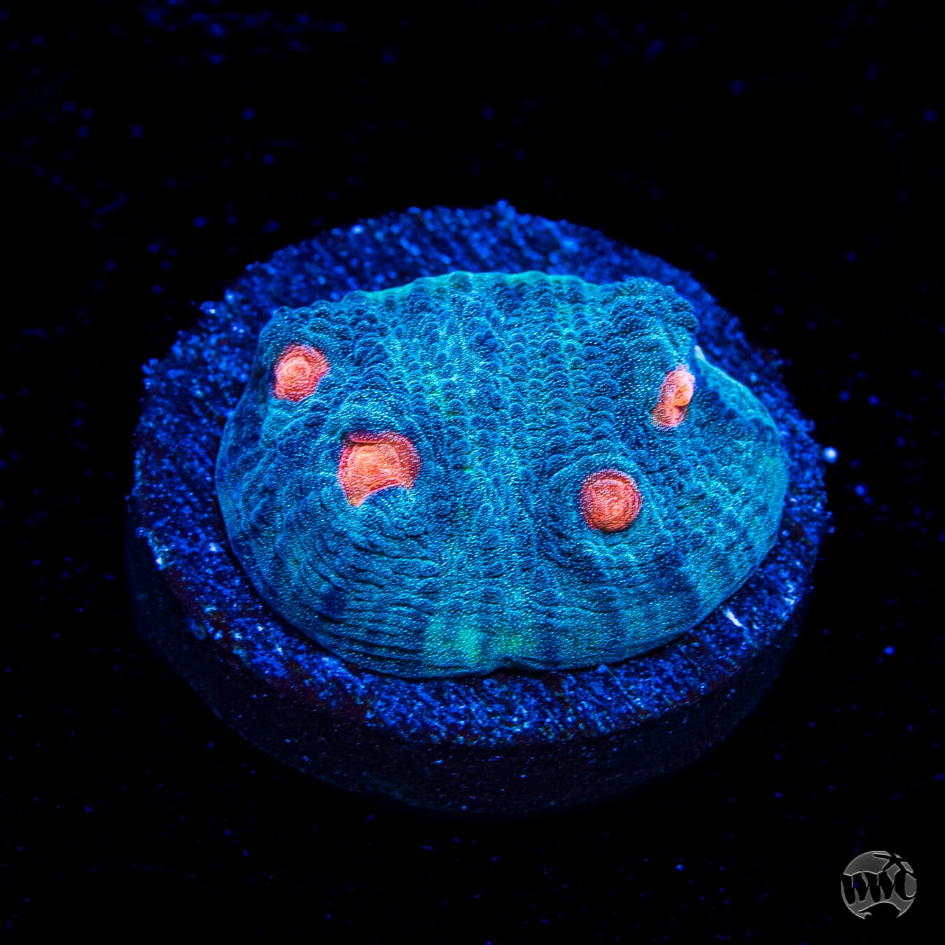 WWC Totally Blitzed Mycedium Chalice