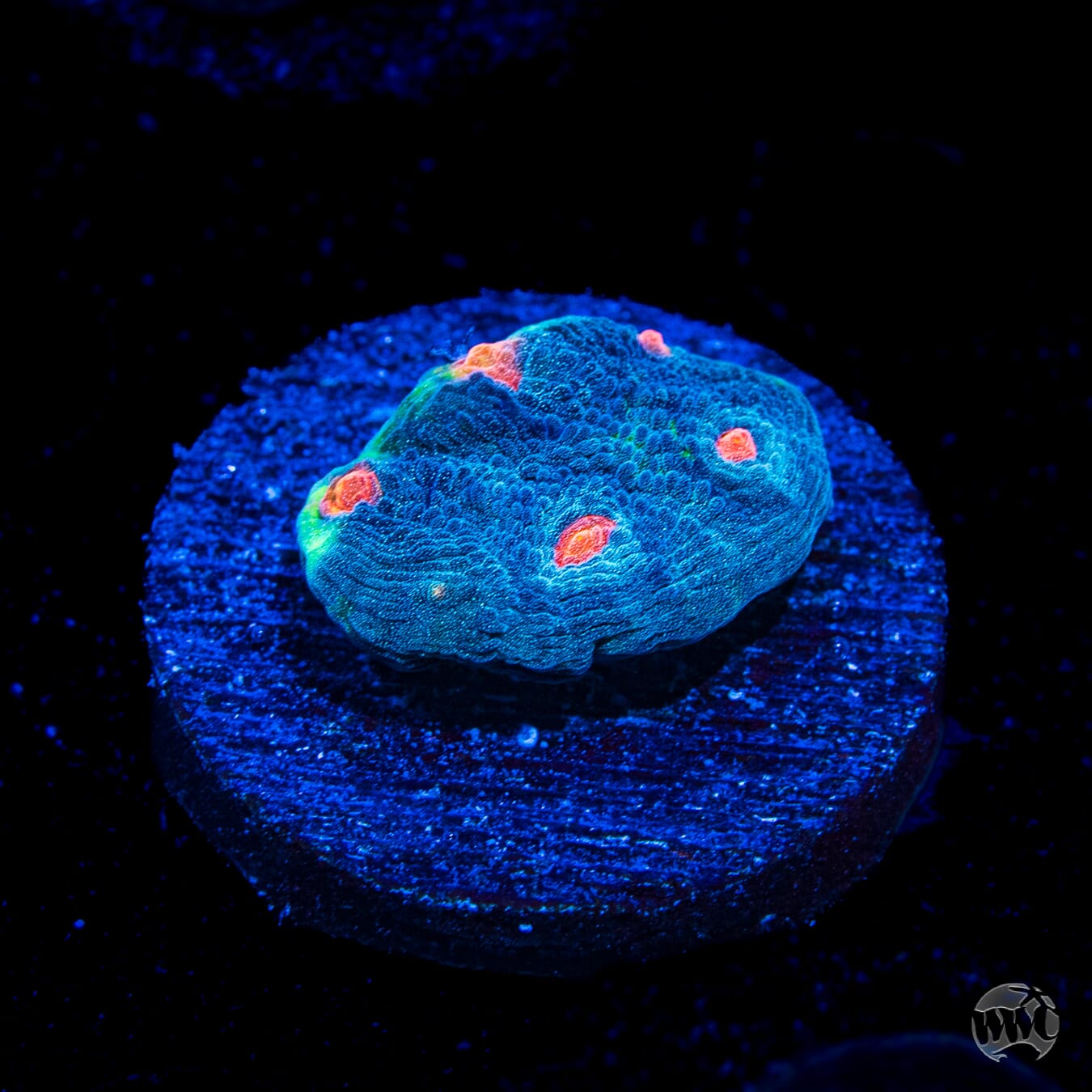 WWC Totally Blitzed Mycedium Chalice