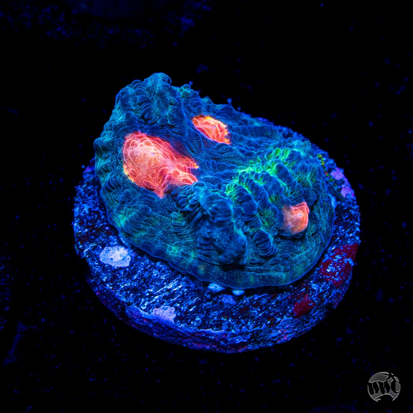WWC Totally Blitzed Mycedium Chalice