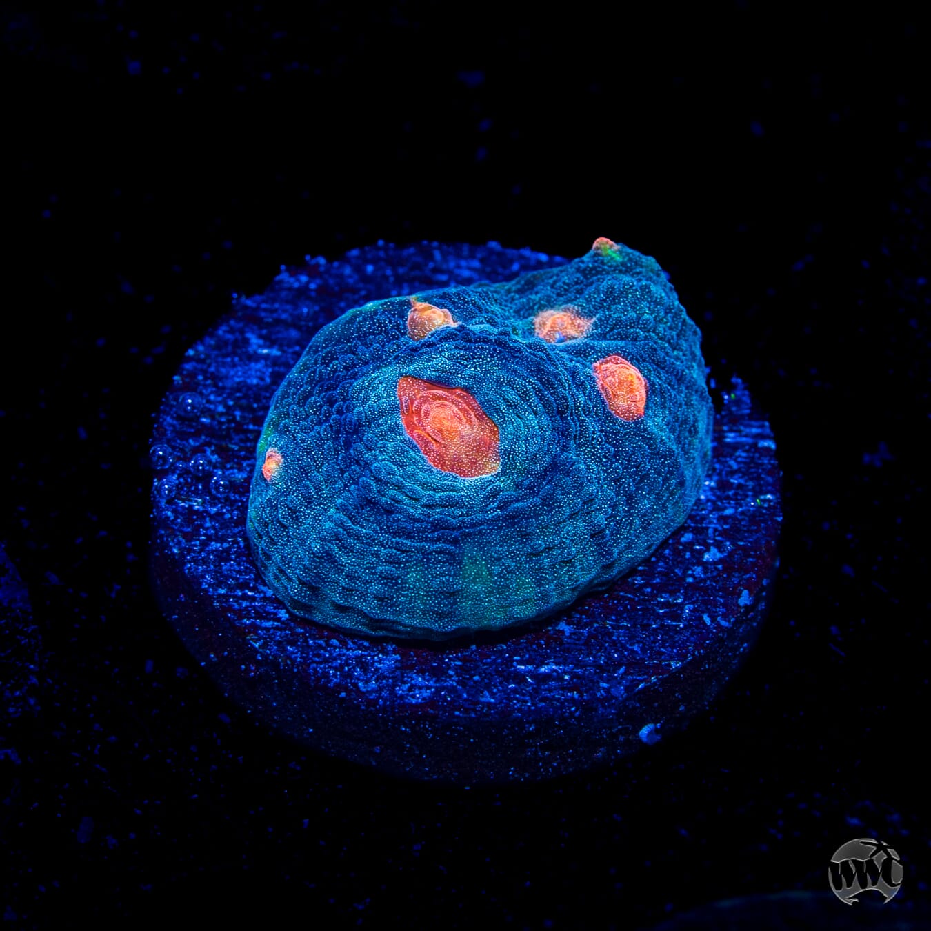 WWC Totally Blitzed Mycedium Chalice