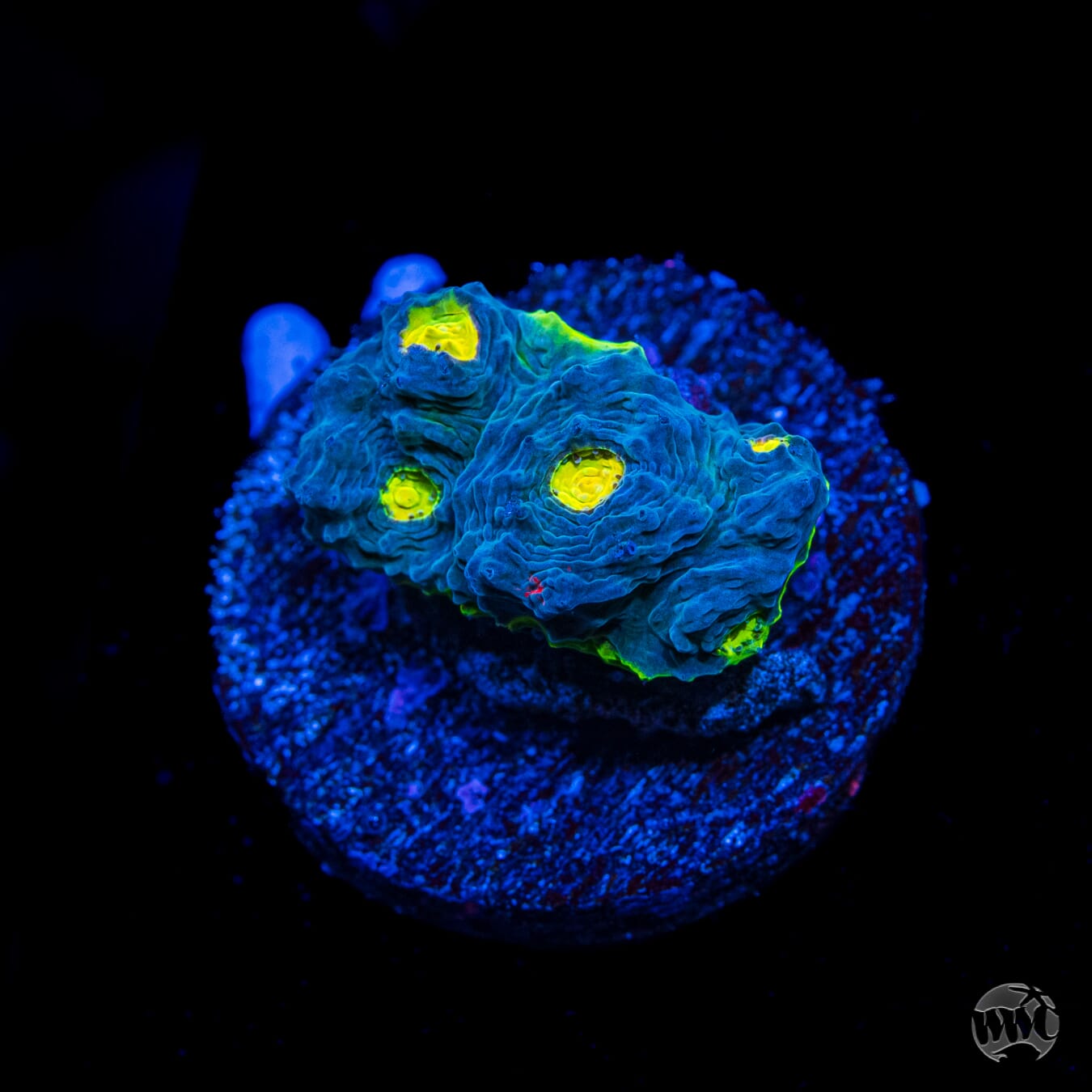 WWC Deja Blue Chalice
