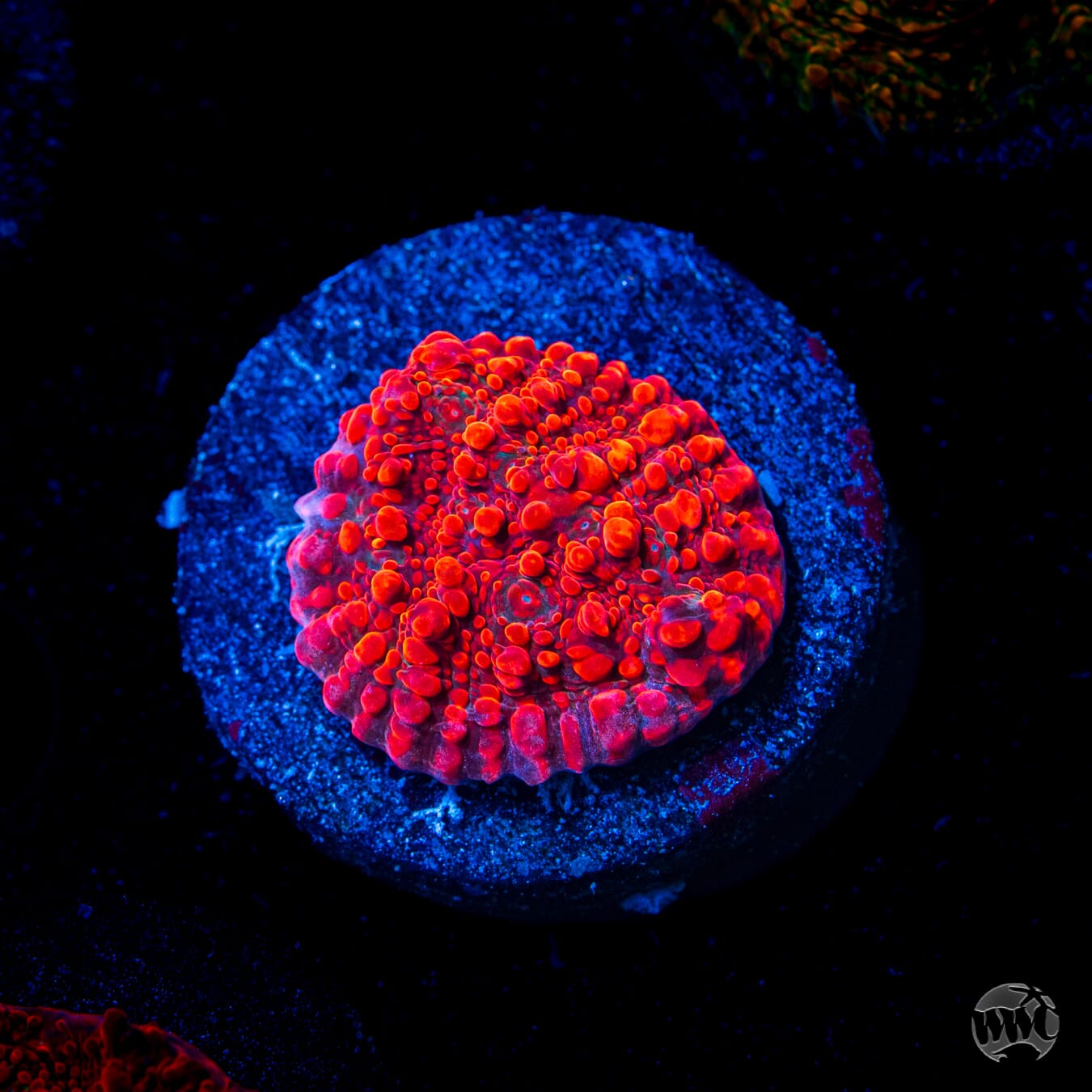 WWC Cherry Garcia Chalice