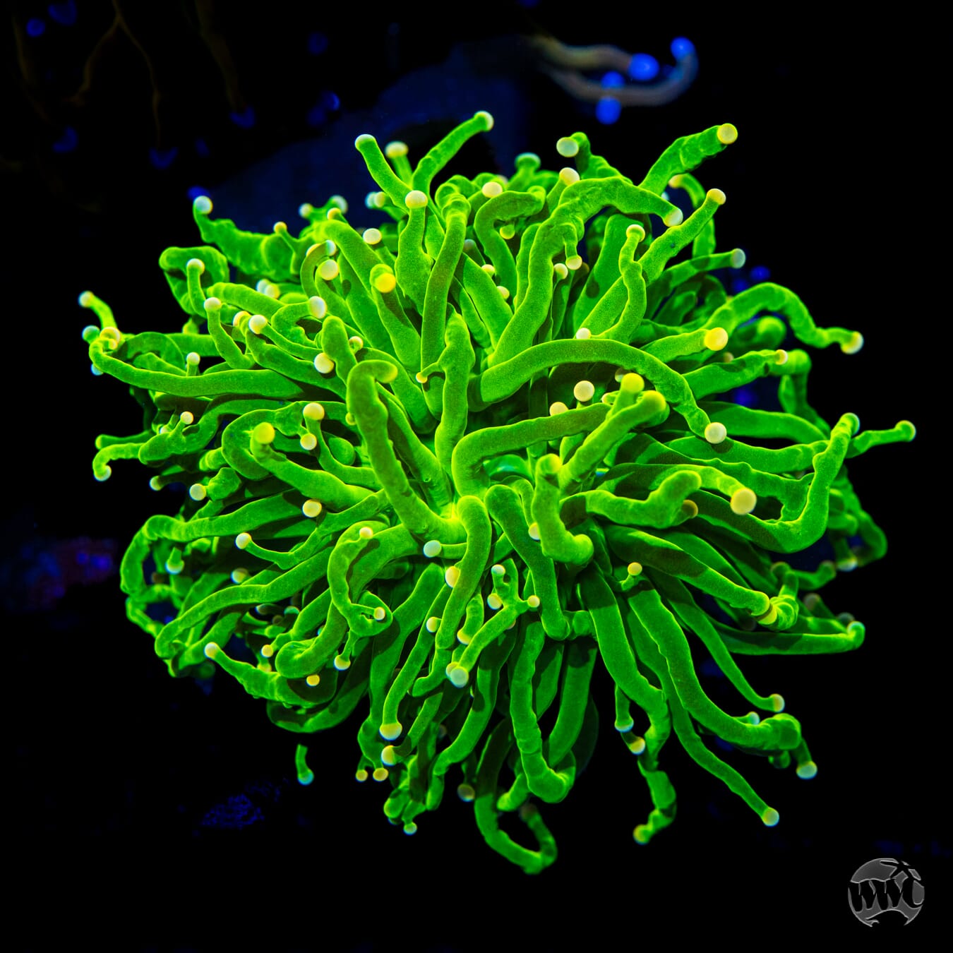 Yellow Tip Torch