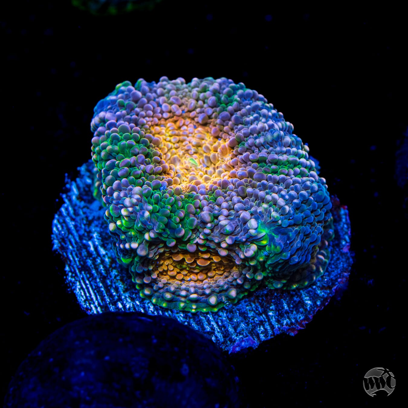 Hangover Cure Echinata
