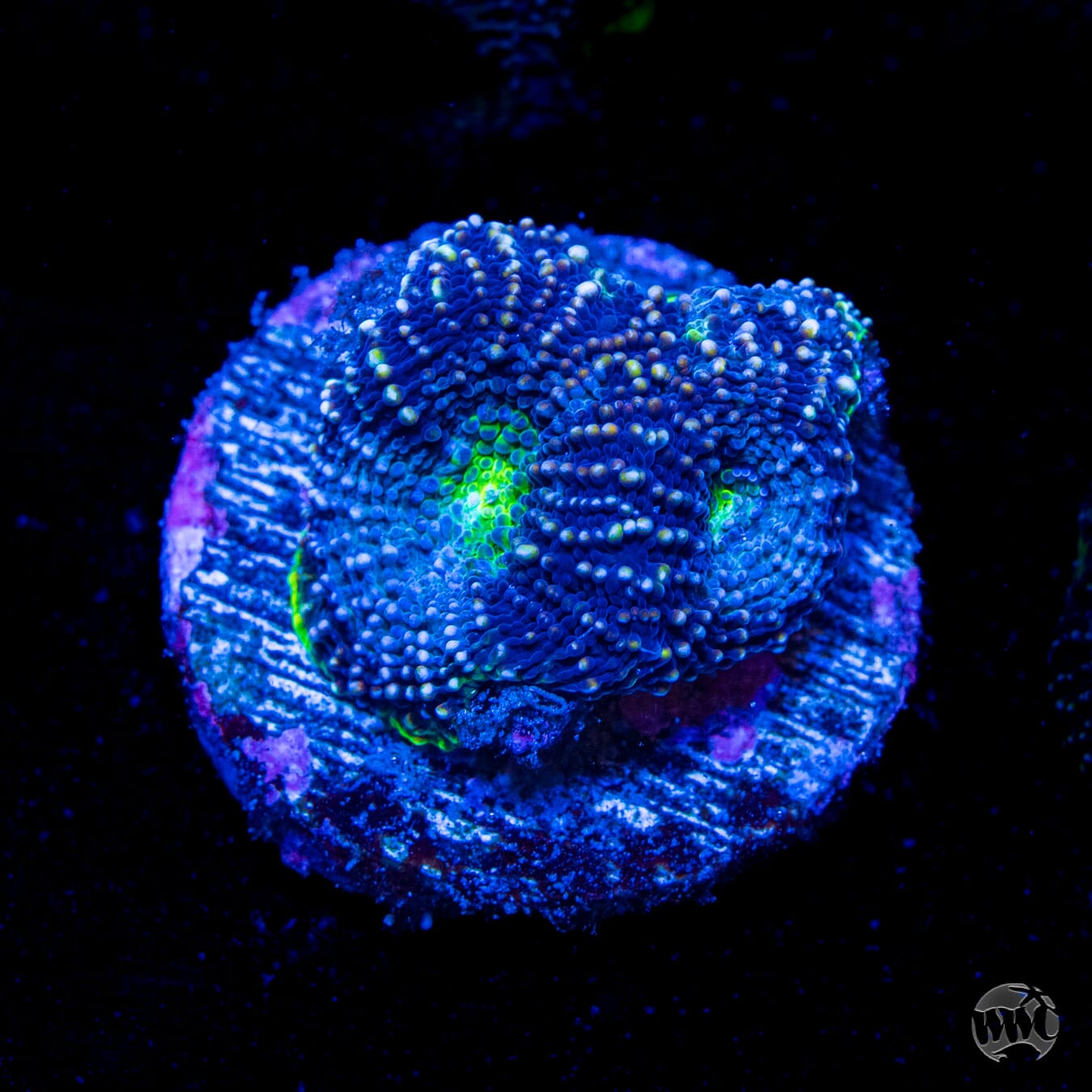 WWC Blueberry Haze Echinata