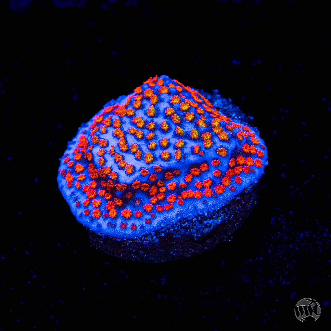 Rainbow Montipora