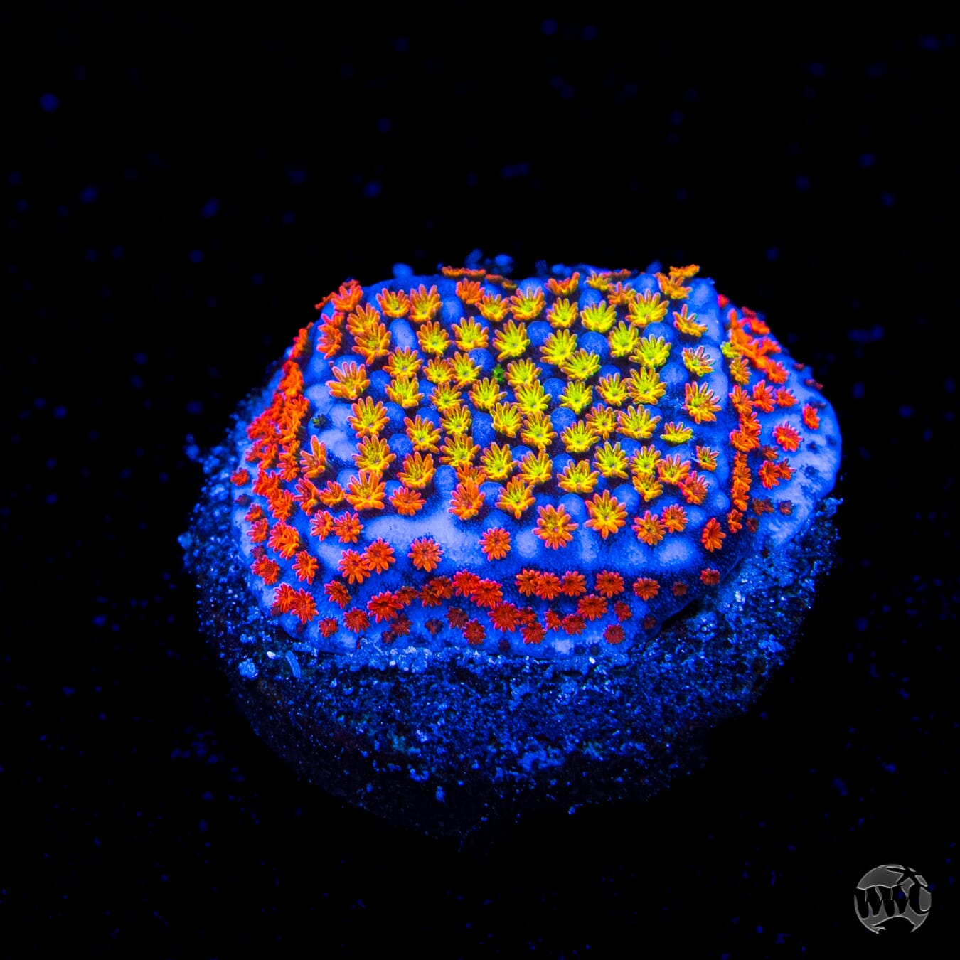 Rainbow Montipora