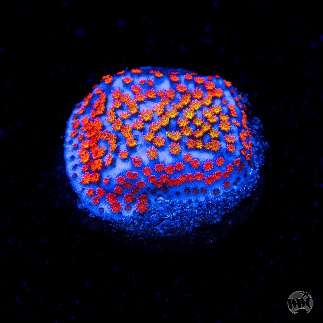 Rainbow Montipora