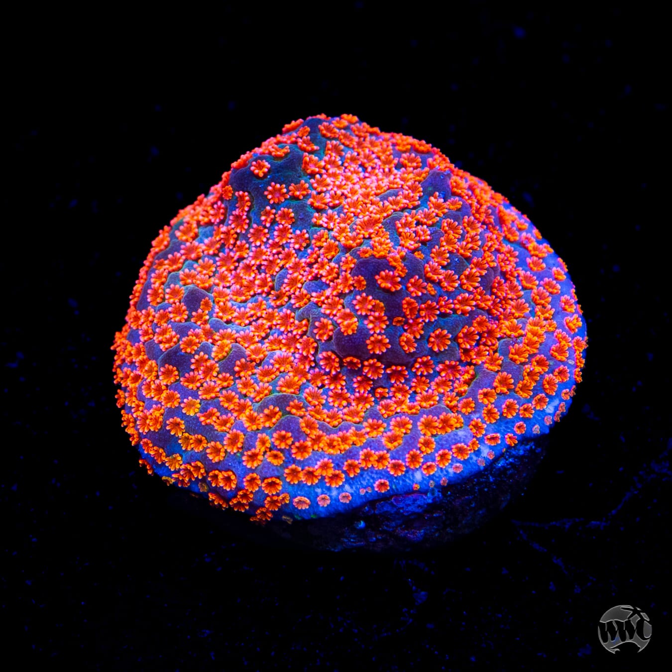 Jason Fox Dizzy Spell Montipora