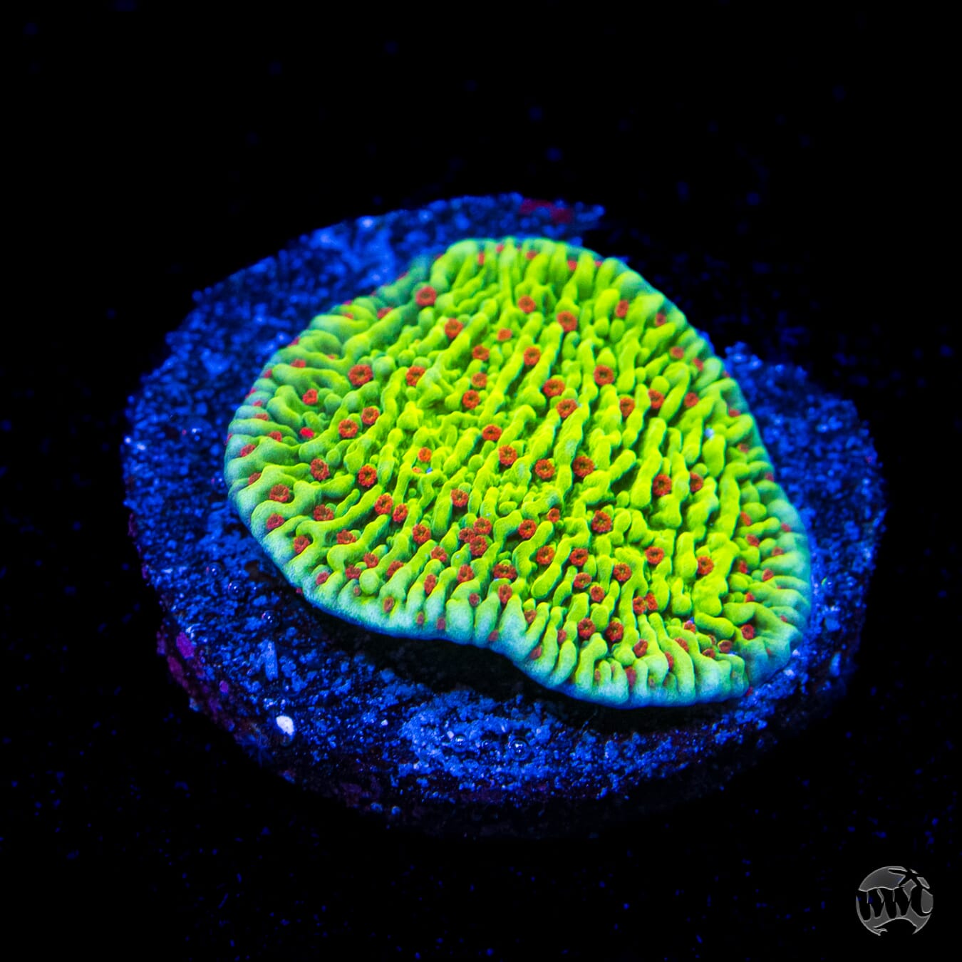 WWC Cousin Eddy Toxic Montipora