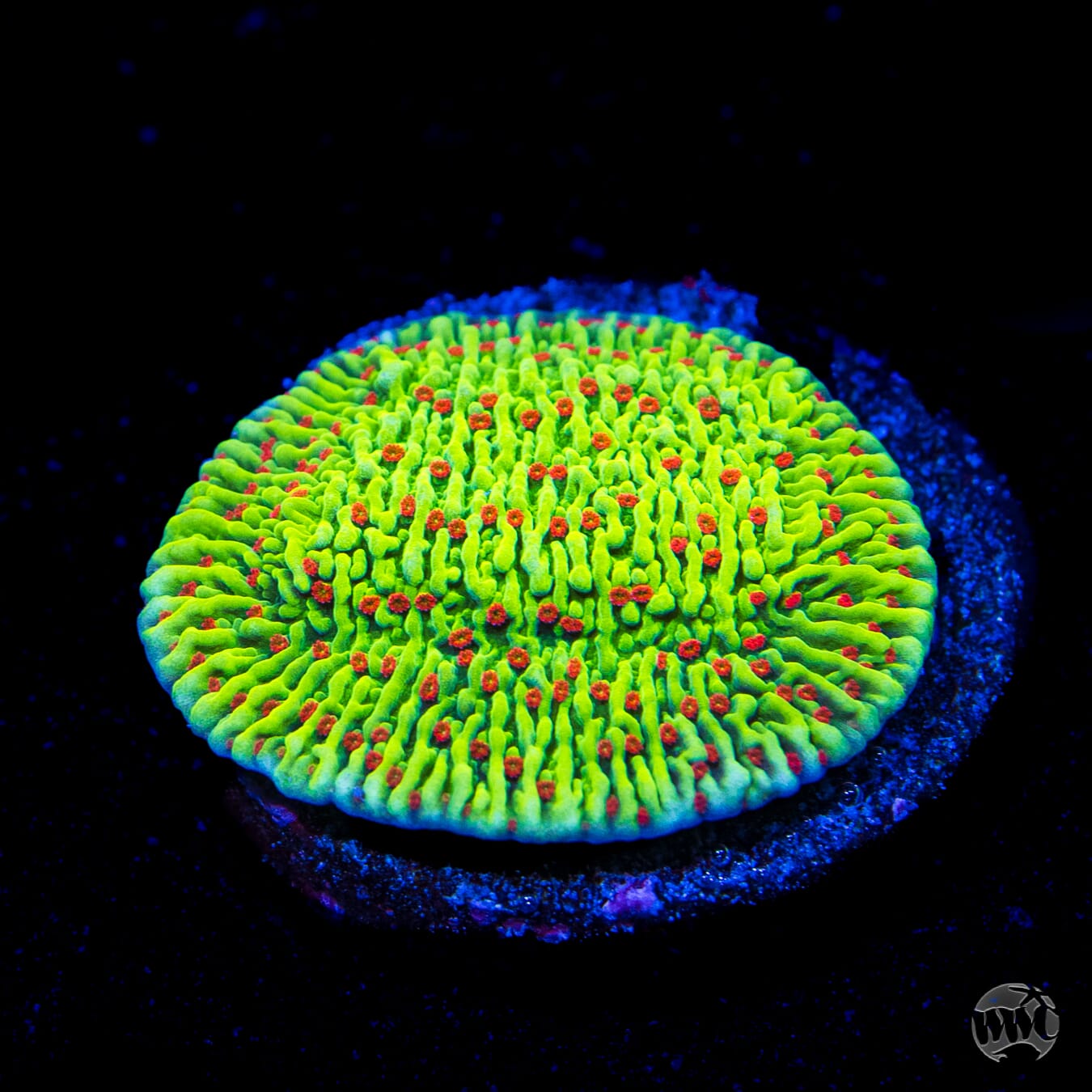 WWC Cousin Eddy Toxic Montipora