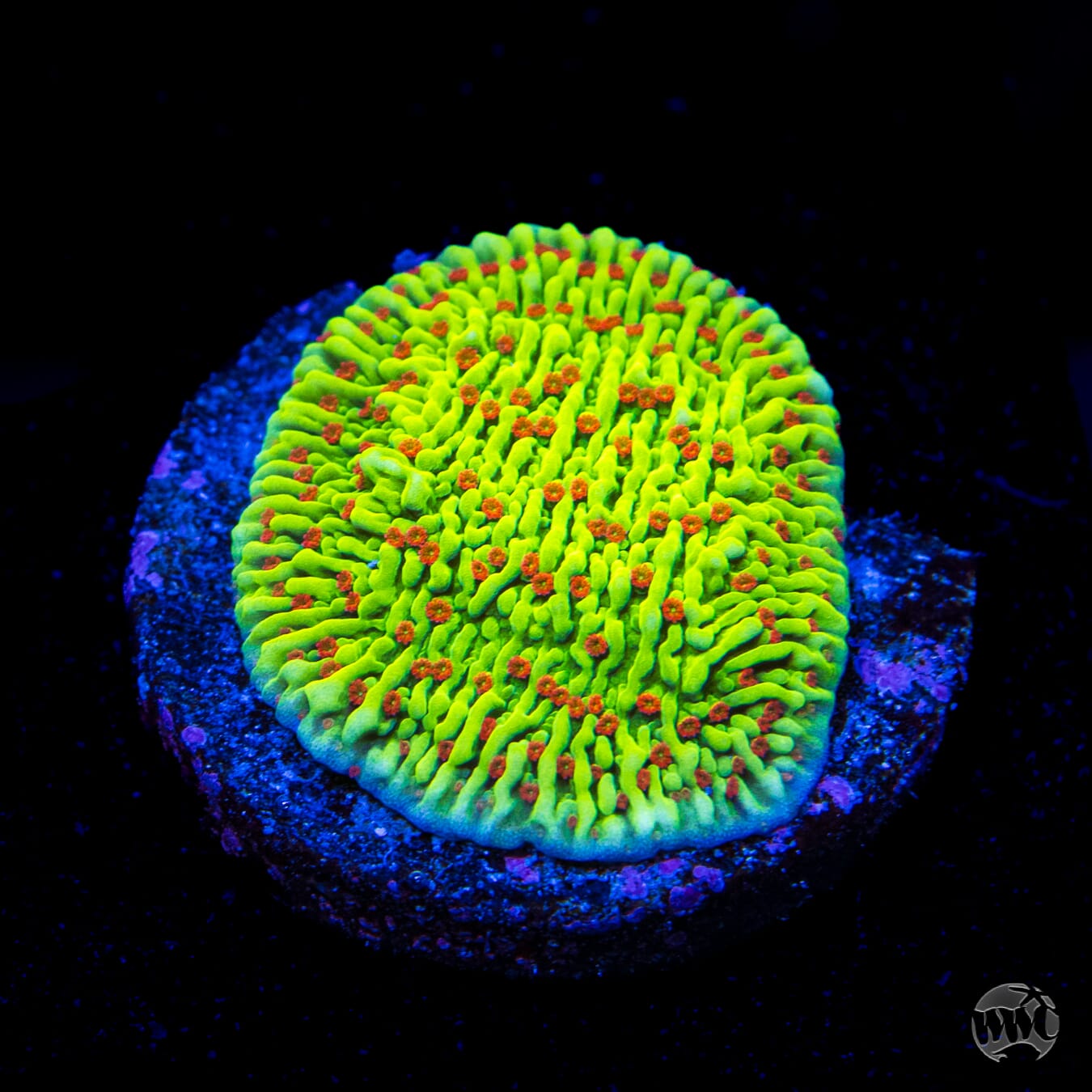 WWC Cousin Eddy Toxic Montipora