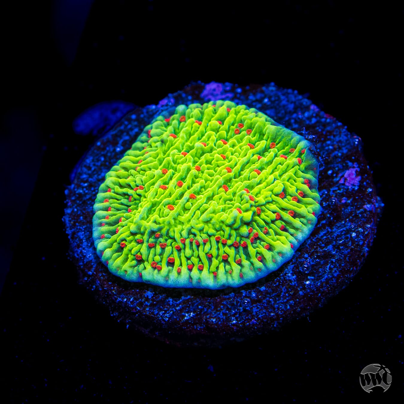 WWC Cousin Eddy Toxic Montipora