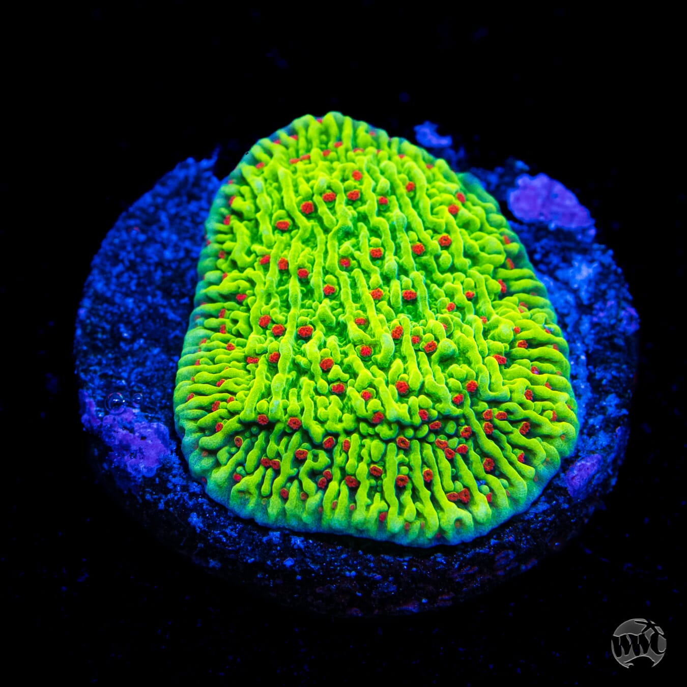 WWC Cousin Eddy Toxic Montipora
