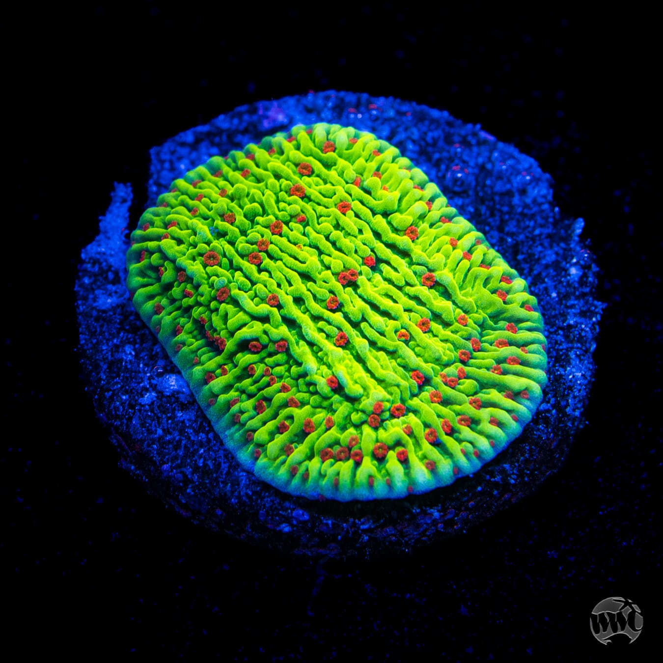 WWC Cousin Eddy Toxic Montipora