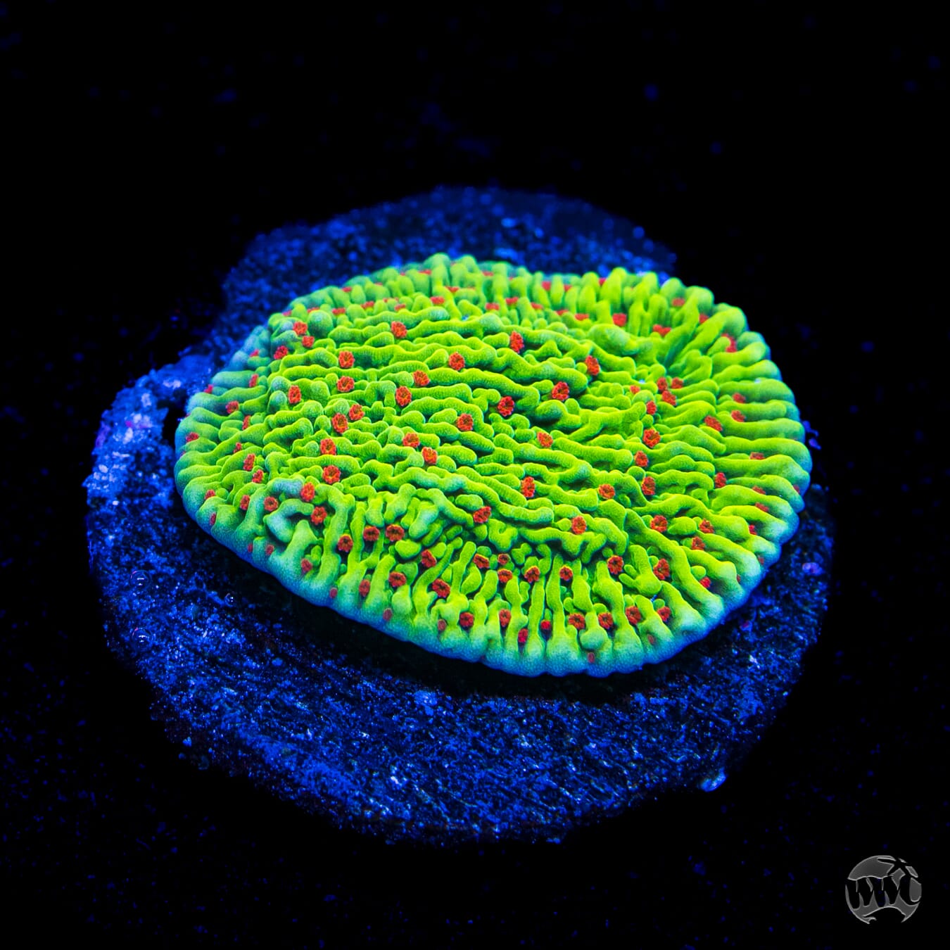 WWC Cousin Eddy Toxic Montipora