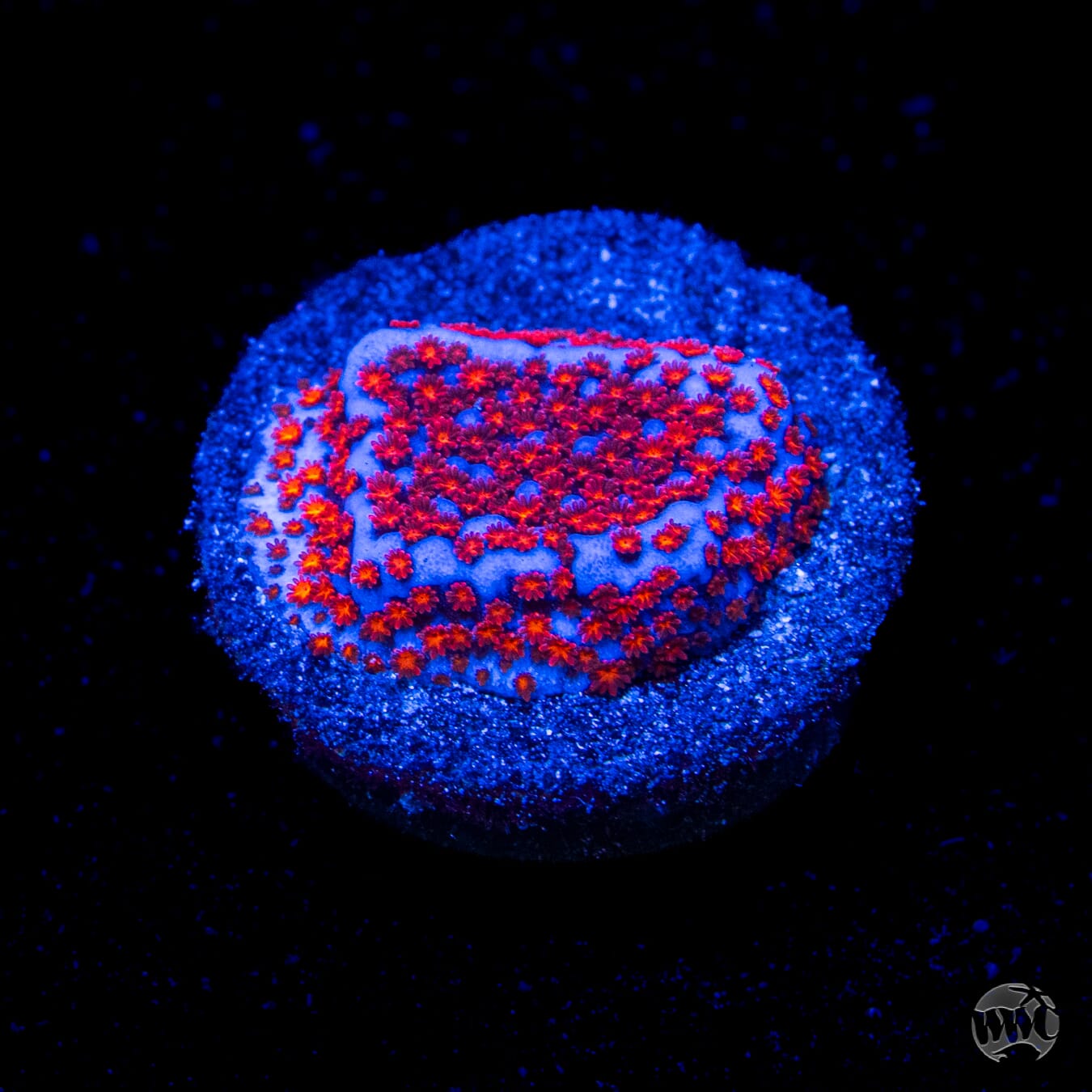 WWC Superman Montipora