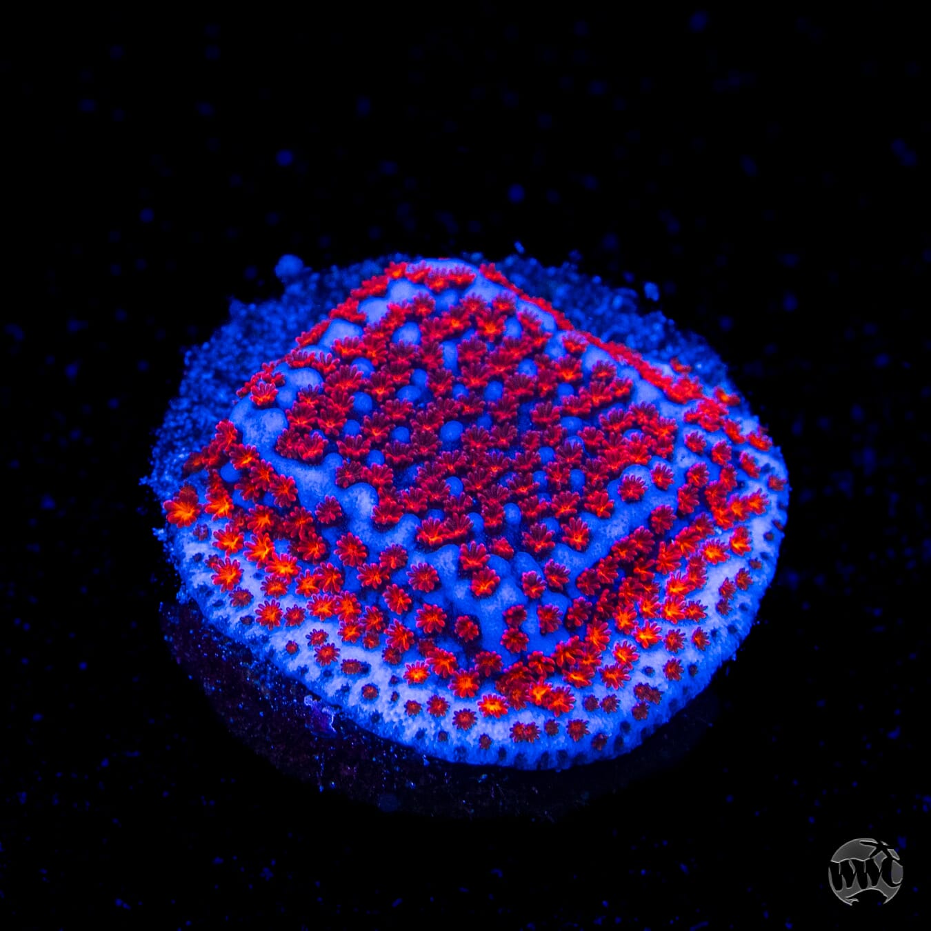 WWC Superman Montipora