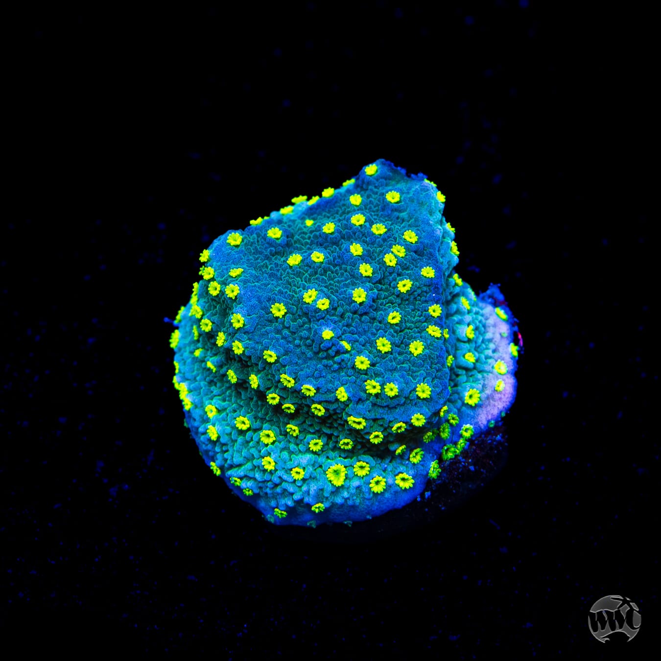 WWC Street Lights Montipora