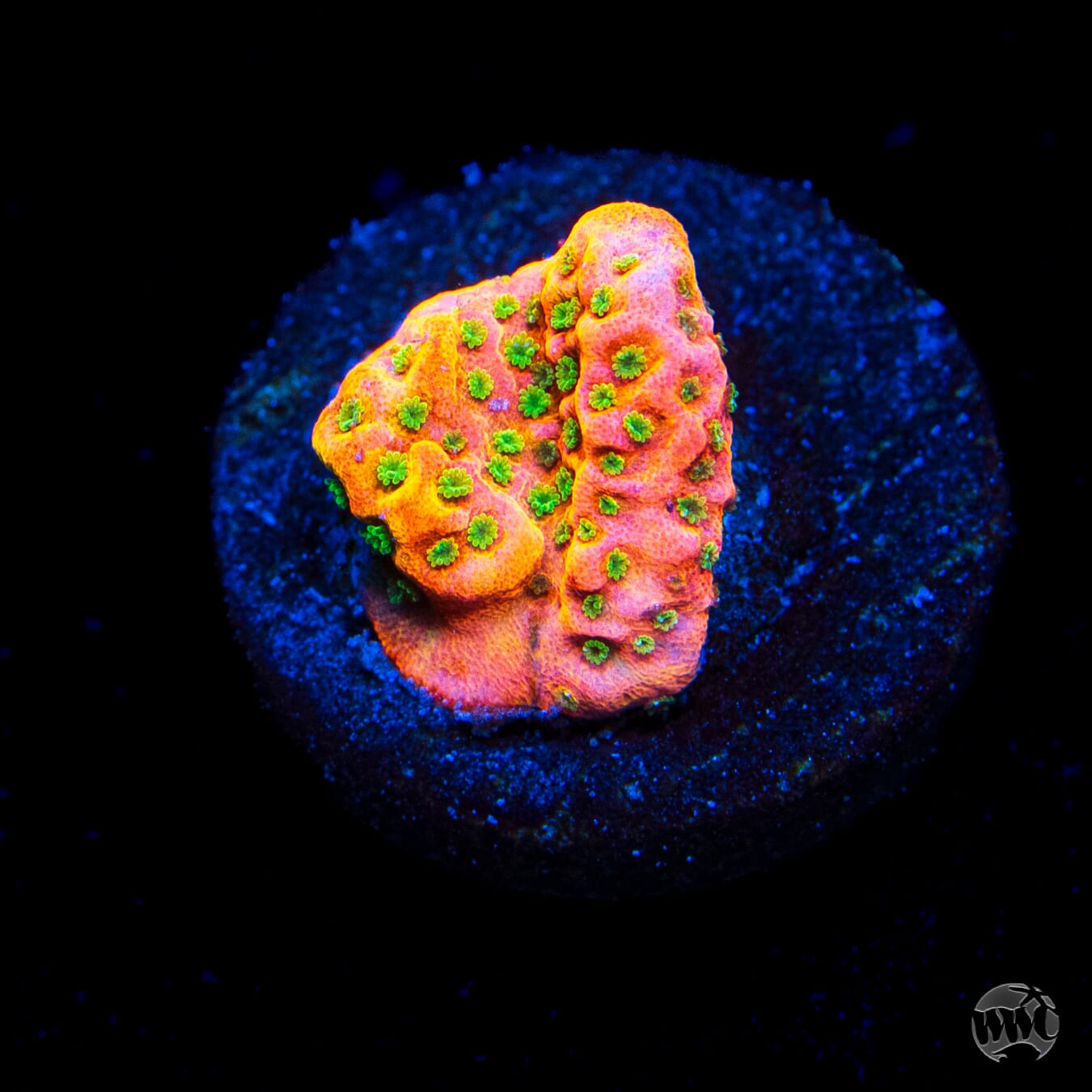 WWC Sunset Imposter Montipora