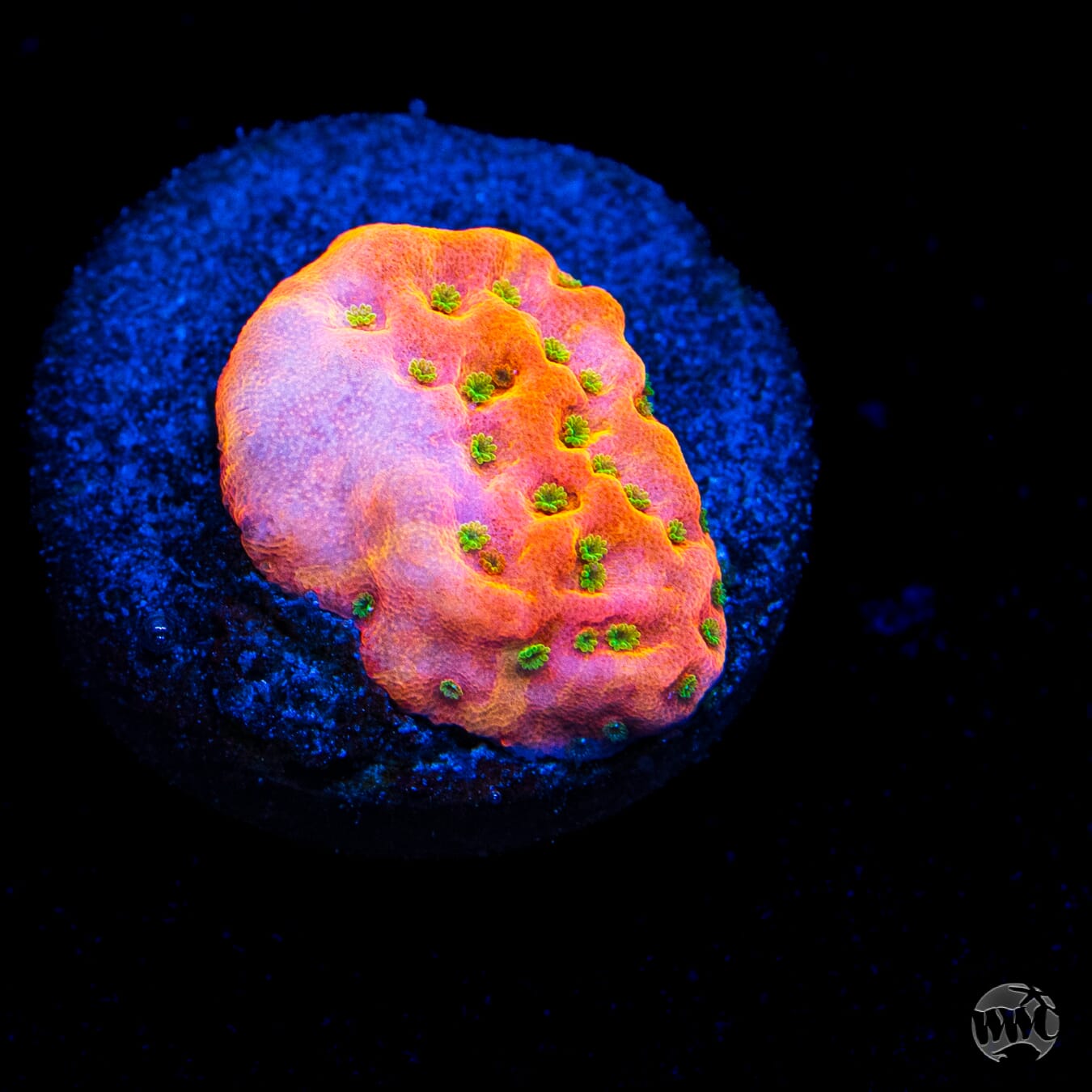 WWC Sunset Imposter Montipora