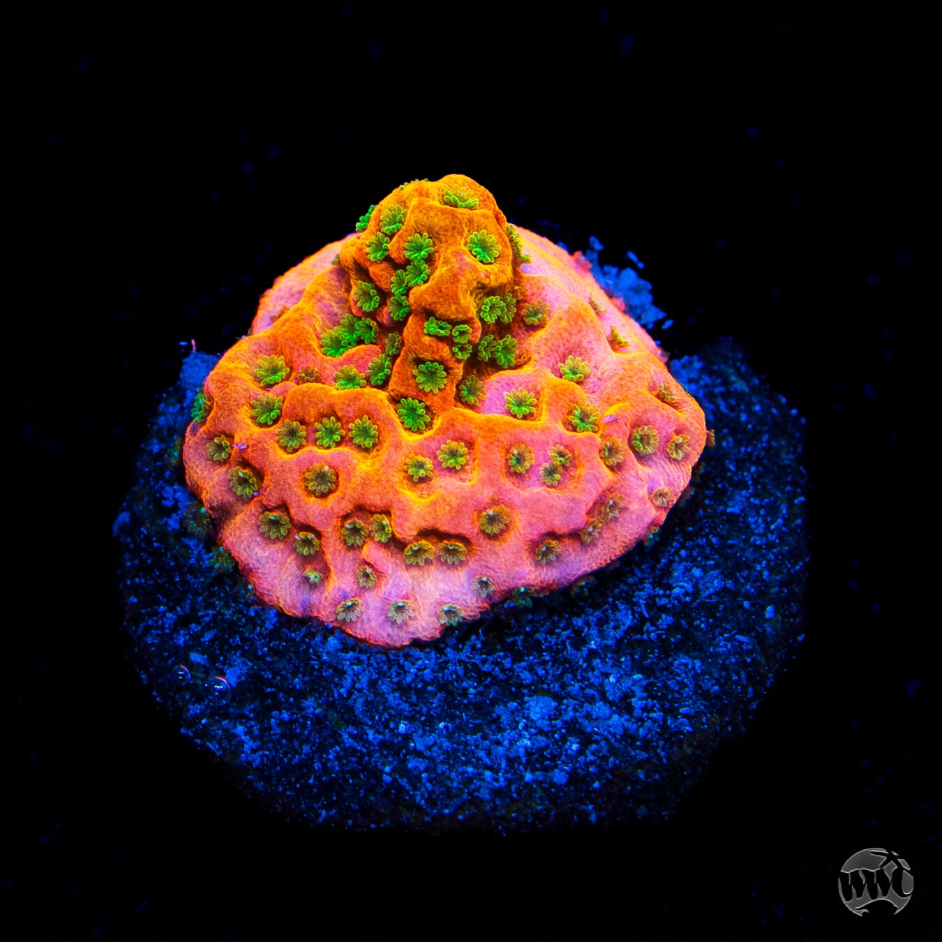 WWC Sunset Imposter Montipora