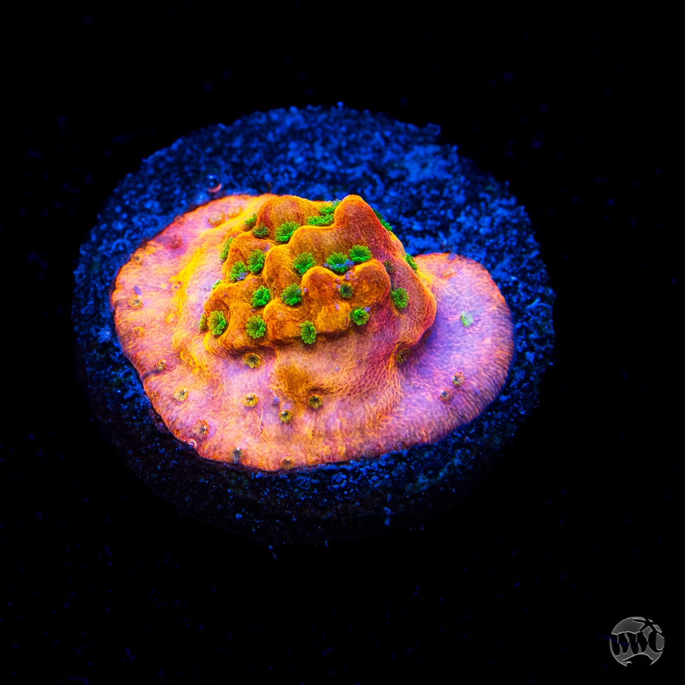 WWC Sunset Imposter Montipora