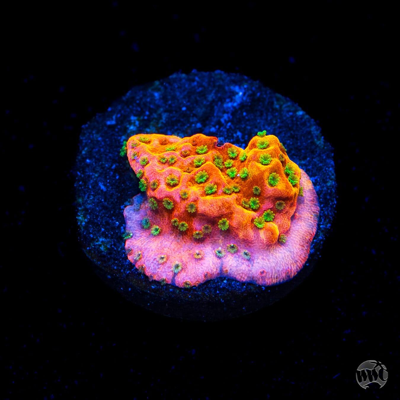 WWC Sunset Imposter Montipora