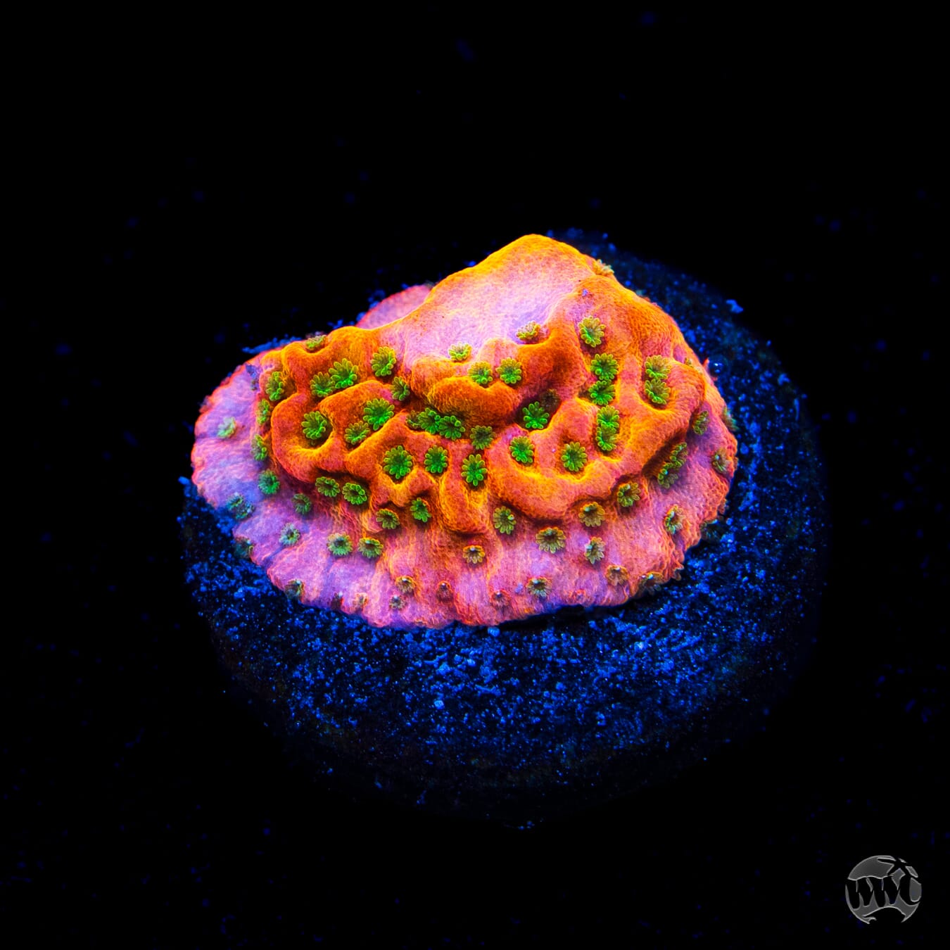 WWC Sunset Imposter Montipora