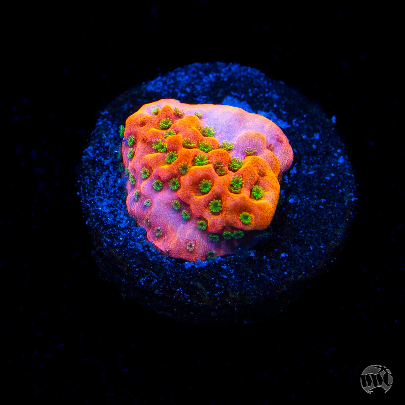 WWC Sunset Imposter Montipora