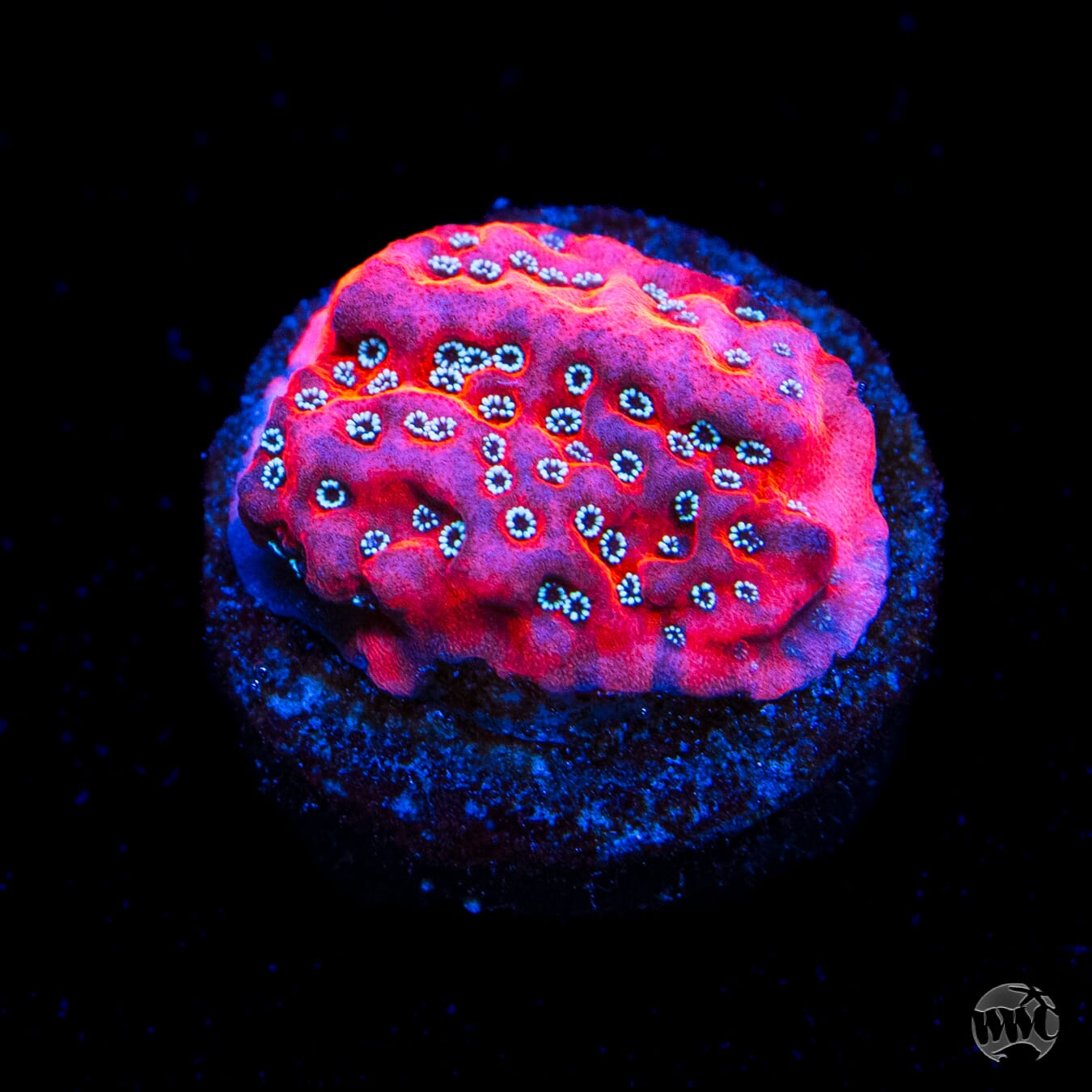 WWC Dragonfruit Montipora
