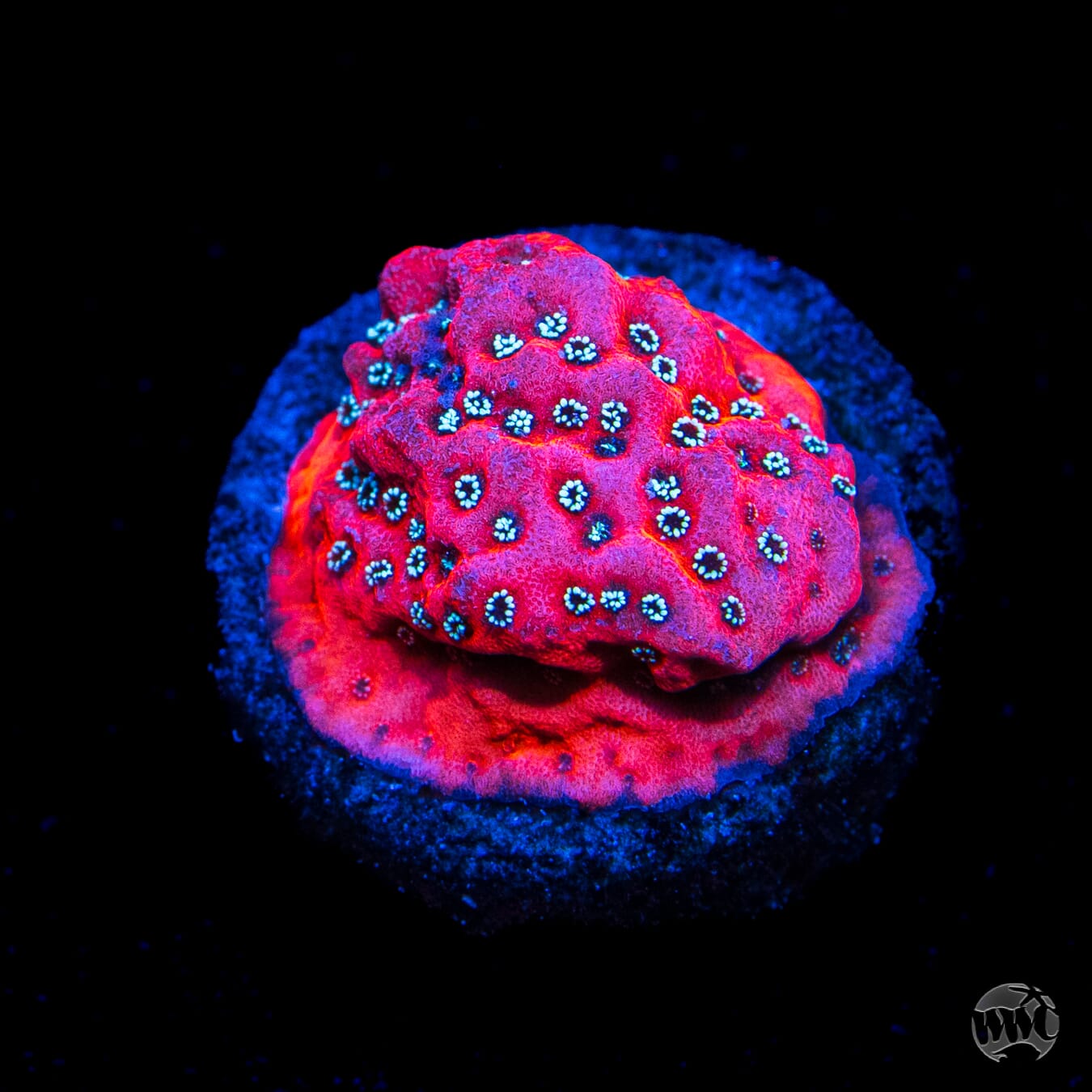 WWC Dragonfruit Montipora
