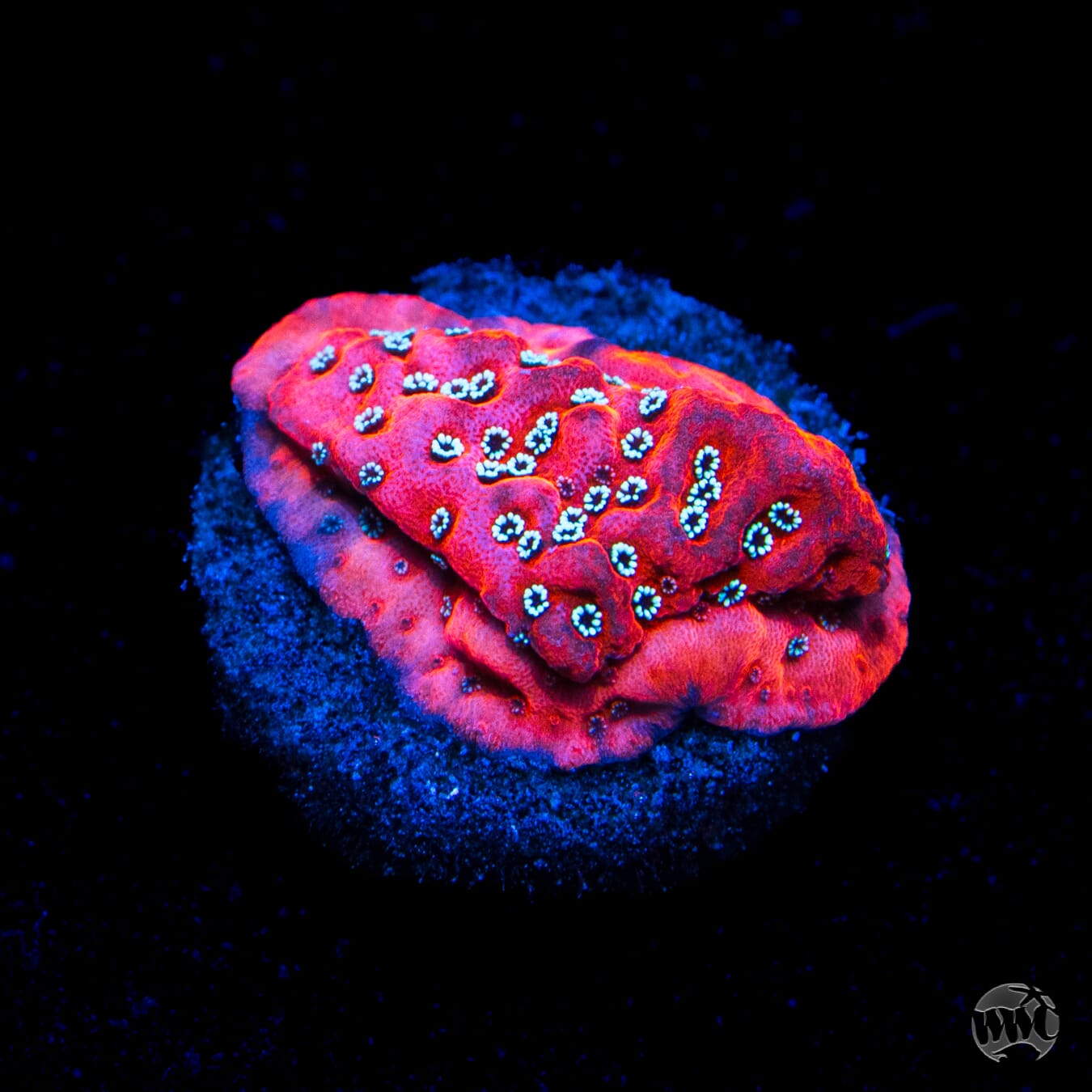 WWC Dragonfruit Montipora