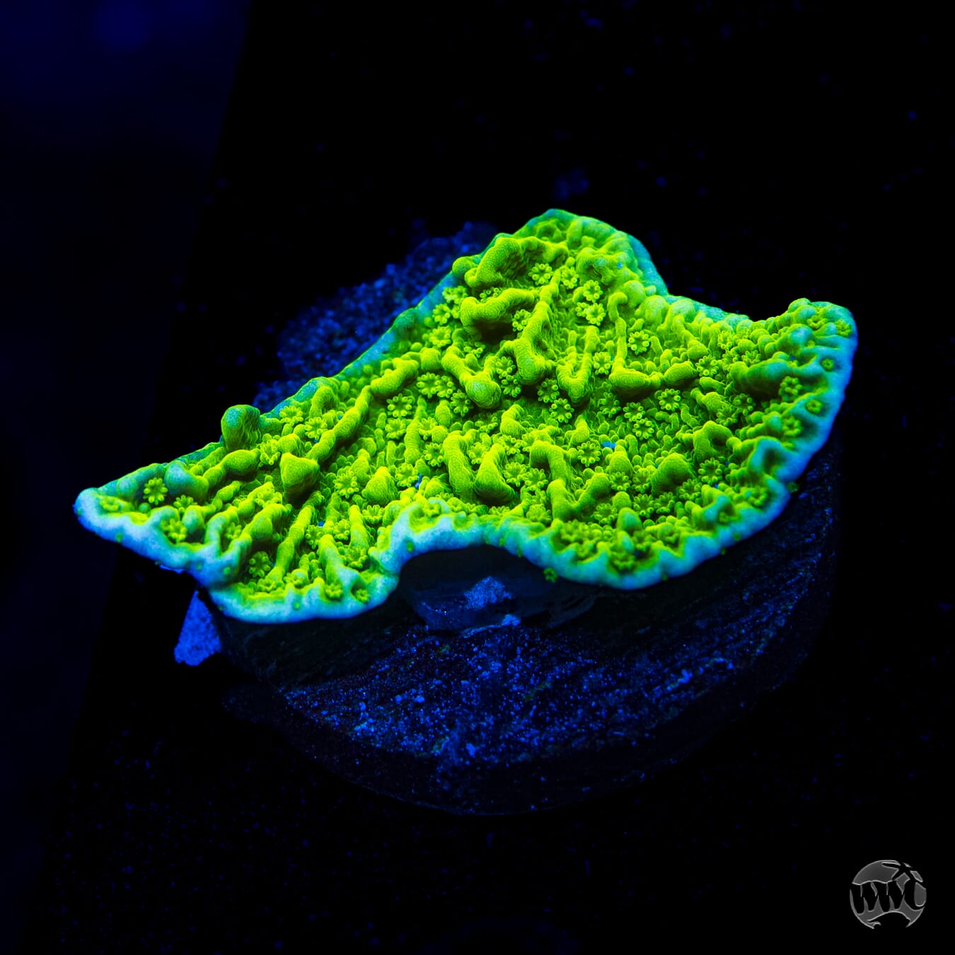Aequituberculata Montipora