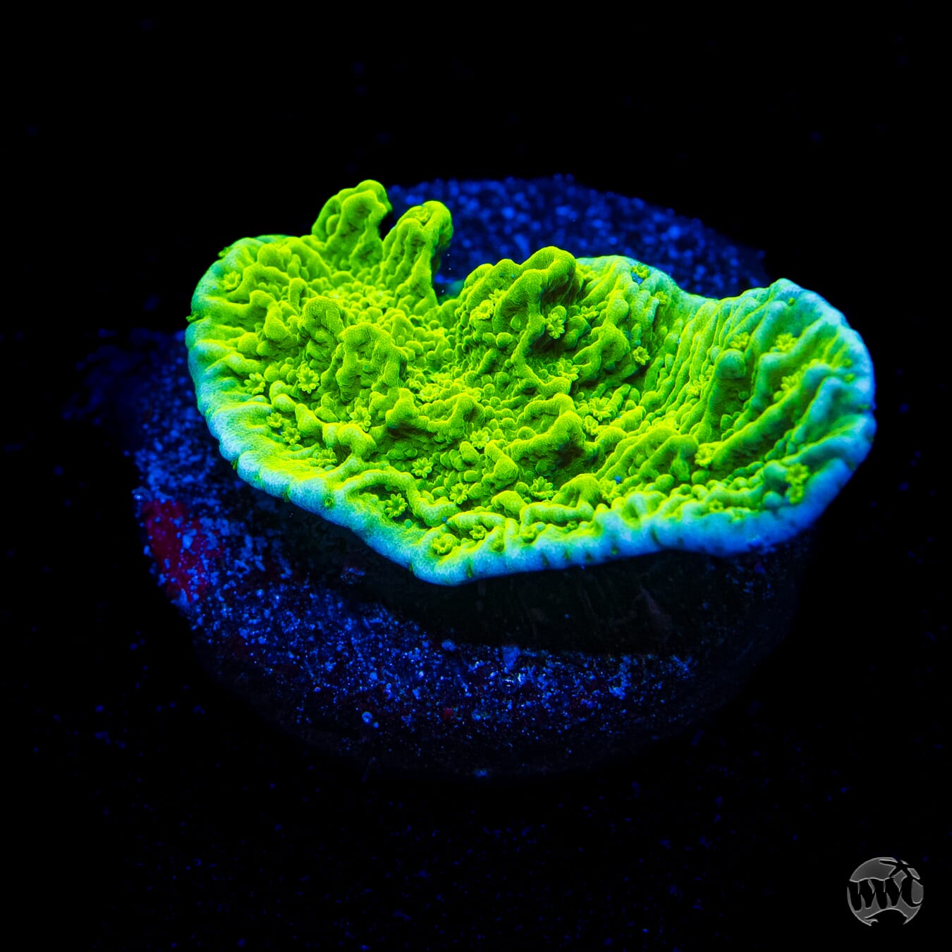 Aequituberculata Montipora