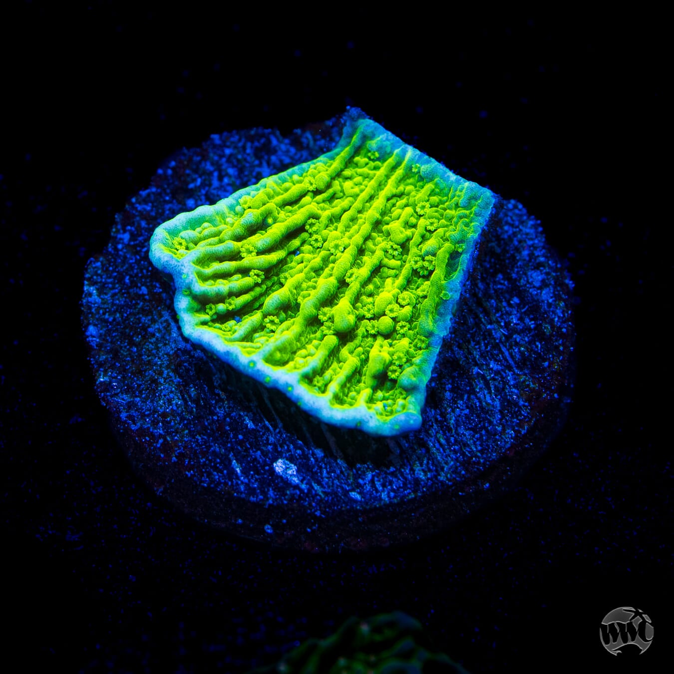 Aequituberculata Montipora