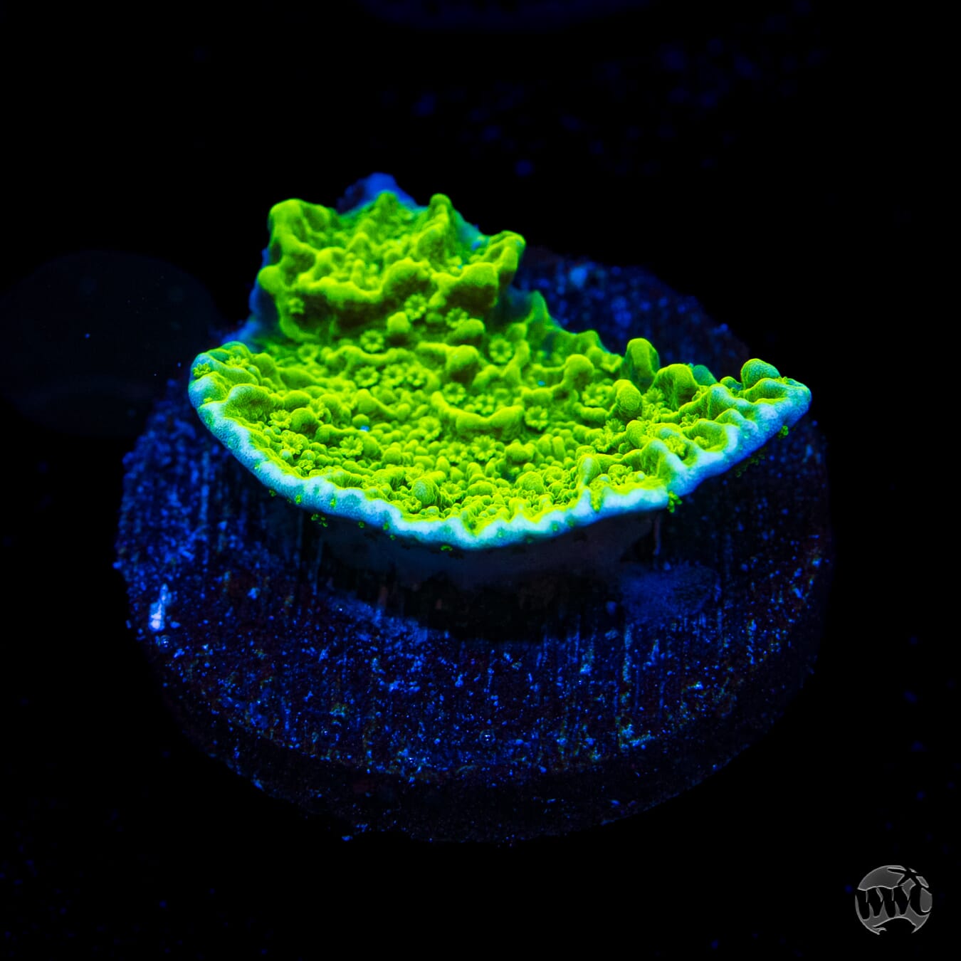 Aequituberculata Montipora